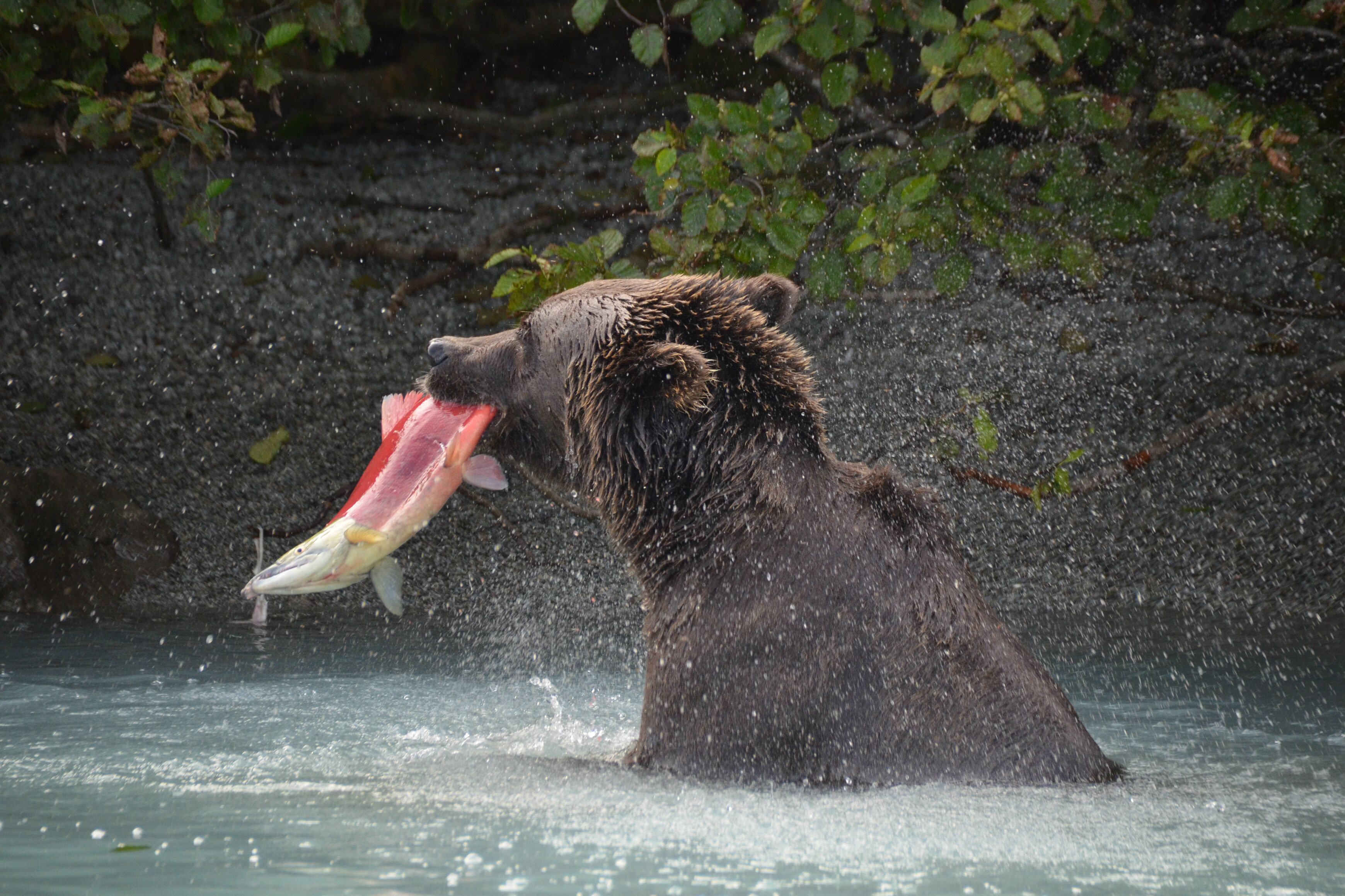 Bär fängt Lachs in Alaska