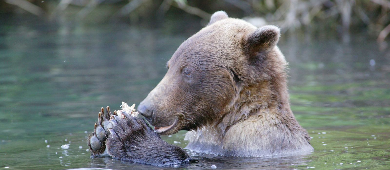 Braunbär schwimmt in den Gewässern Alaskas