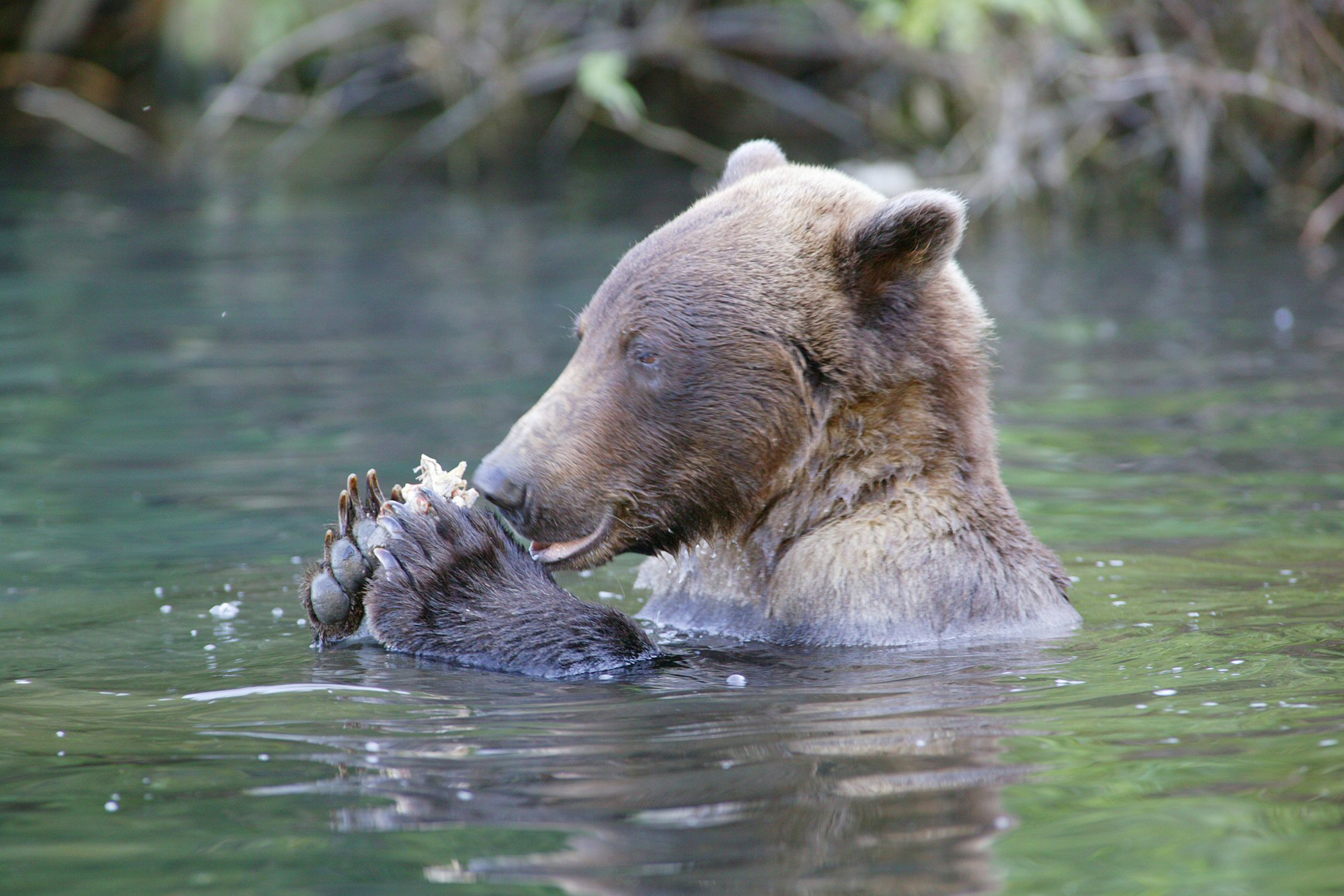 Braunbär schwimmt in den Gewässern Alaskas