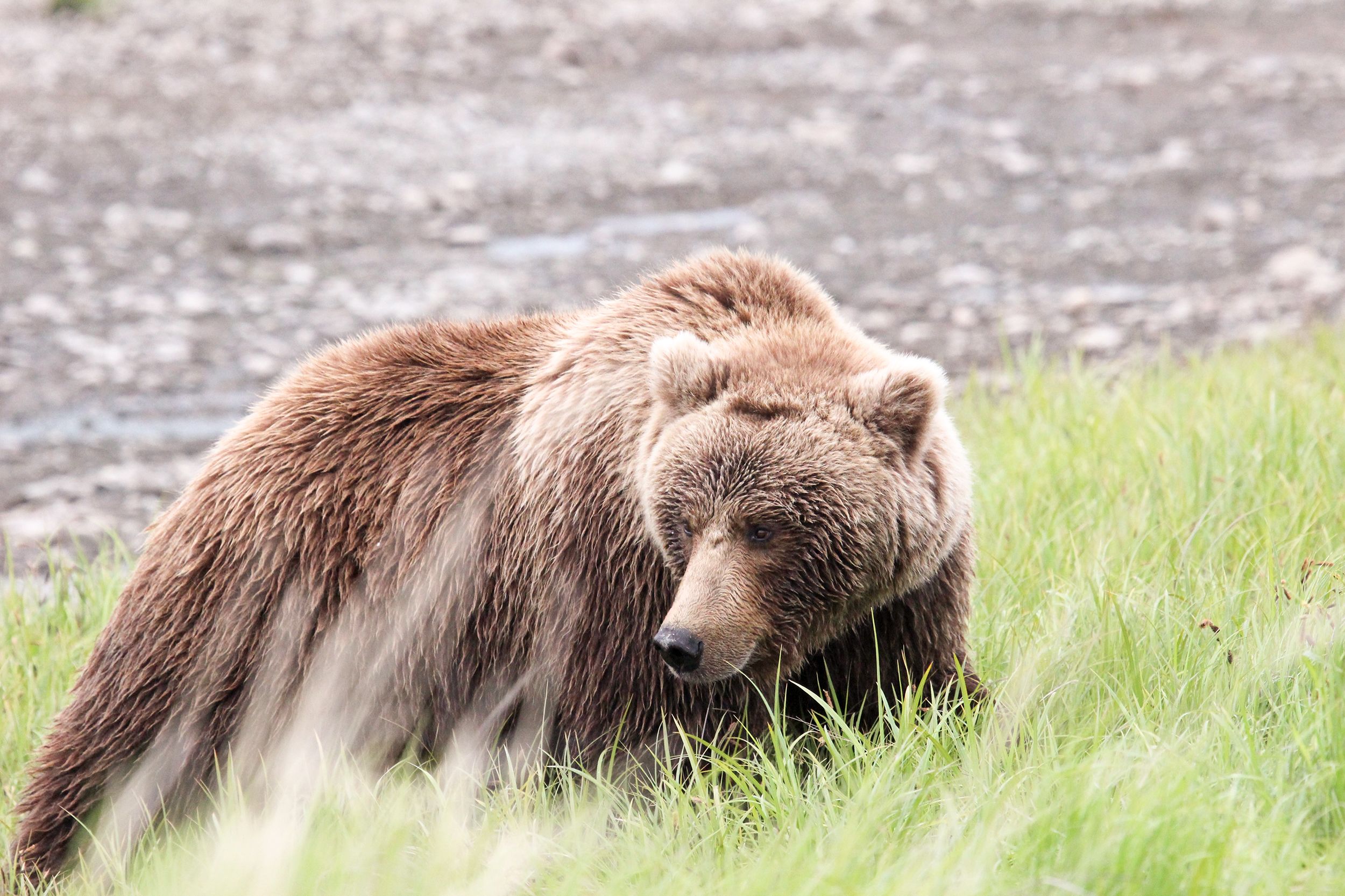 GrizzylbÃ¤r am McNeil River in Alaska
