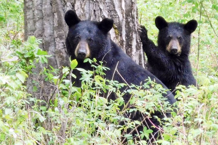 Schwarzbären in einem Wald vor Anchorage