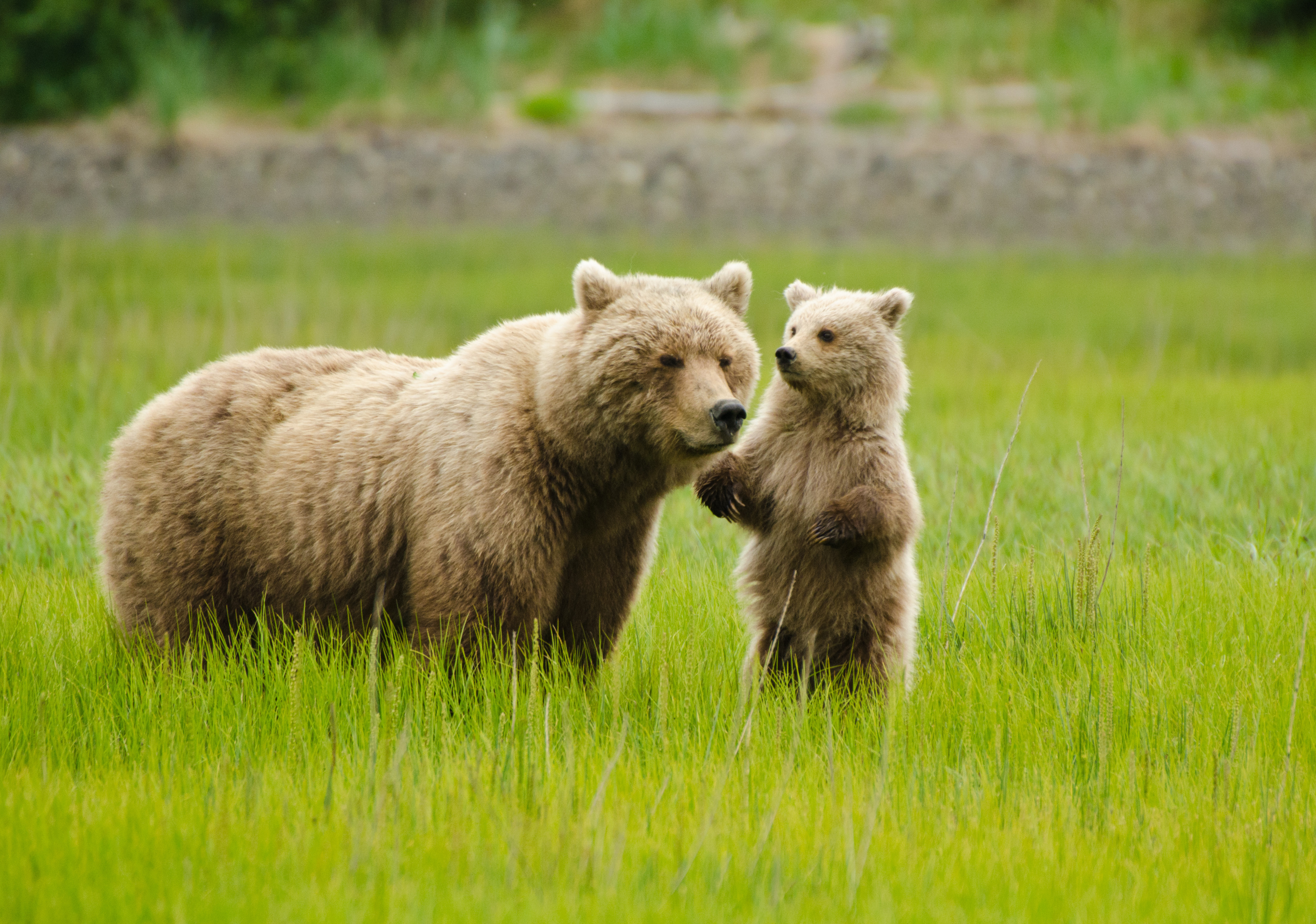 Grizzlys unterwegs im Lake Clark National Park in Alaska