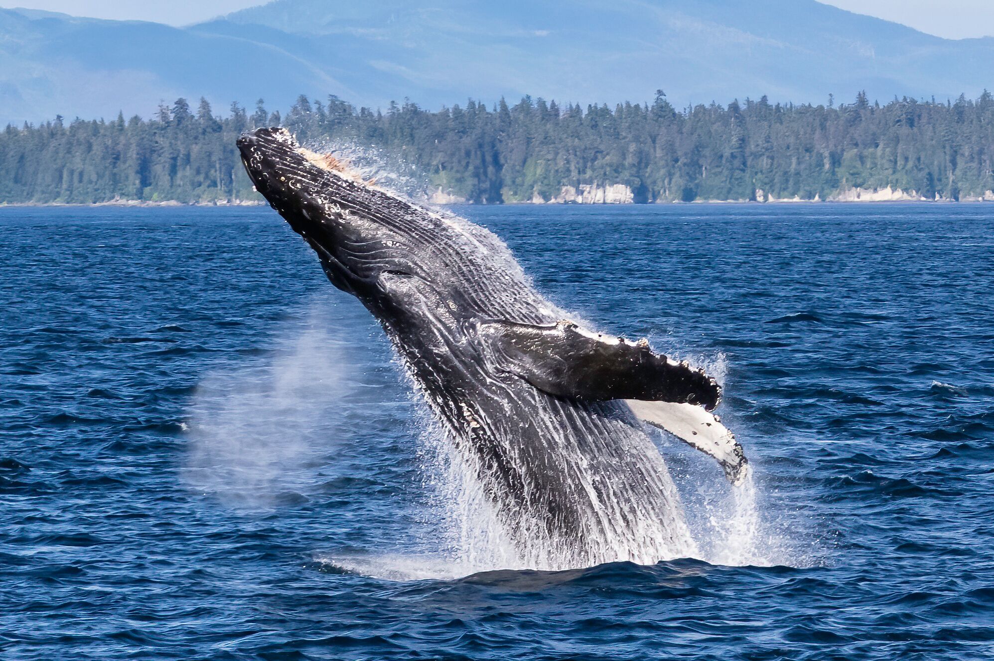 Buckelwal im Wasser in Alaska in Frederick Sound