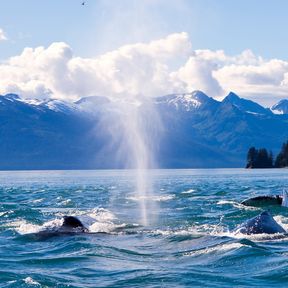 Buckelwale spielen im Wasser, Alaska