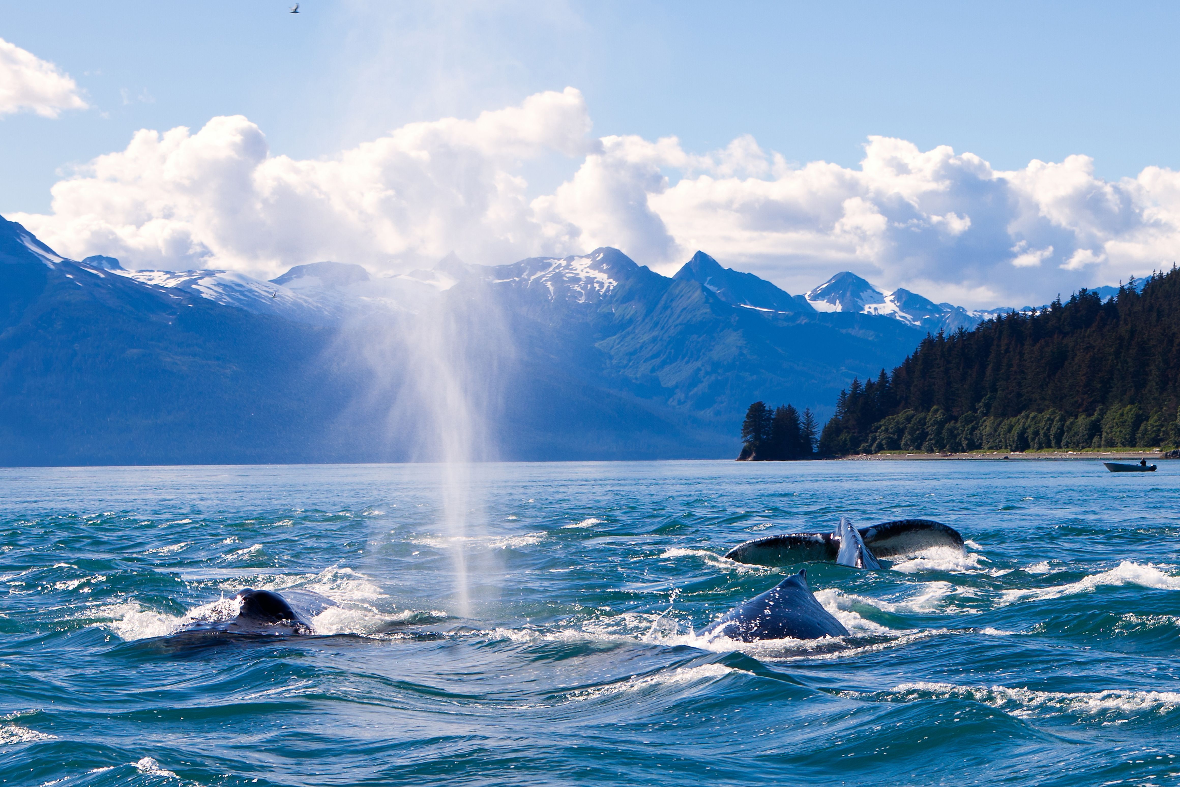 Buckelwale spielen im Wasser, Alaska