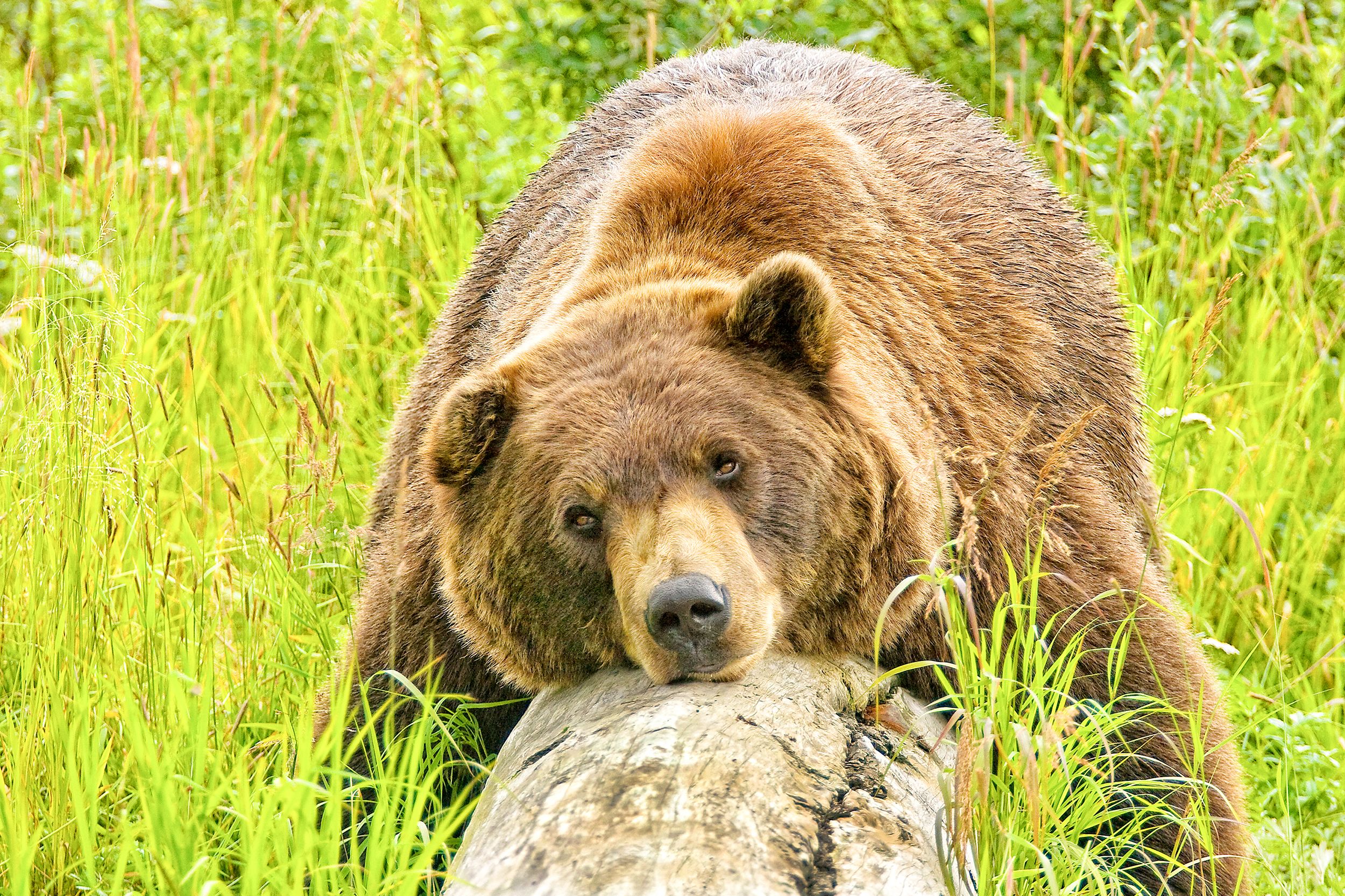 regionen/usa/alaska/allgemein/chilling-bear-awcc.cr2500x1666-0x0