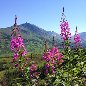 WeidenrÃ¶schen vor Bergpanorama in Alaska