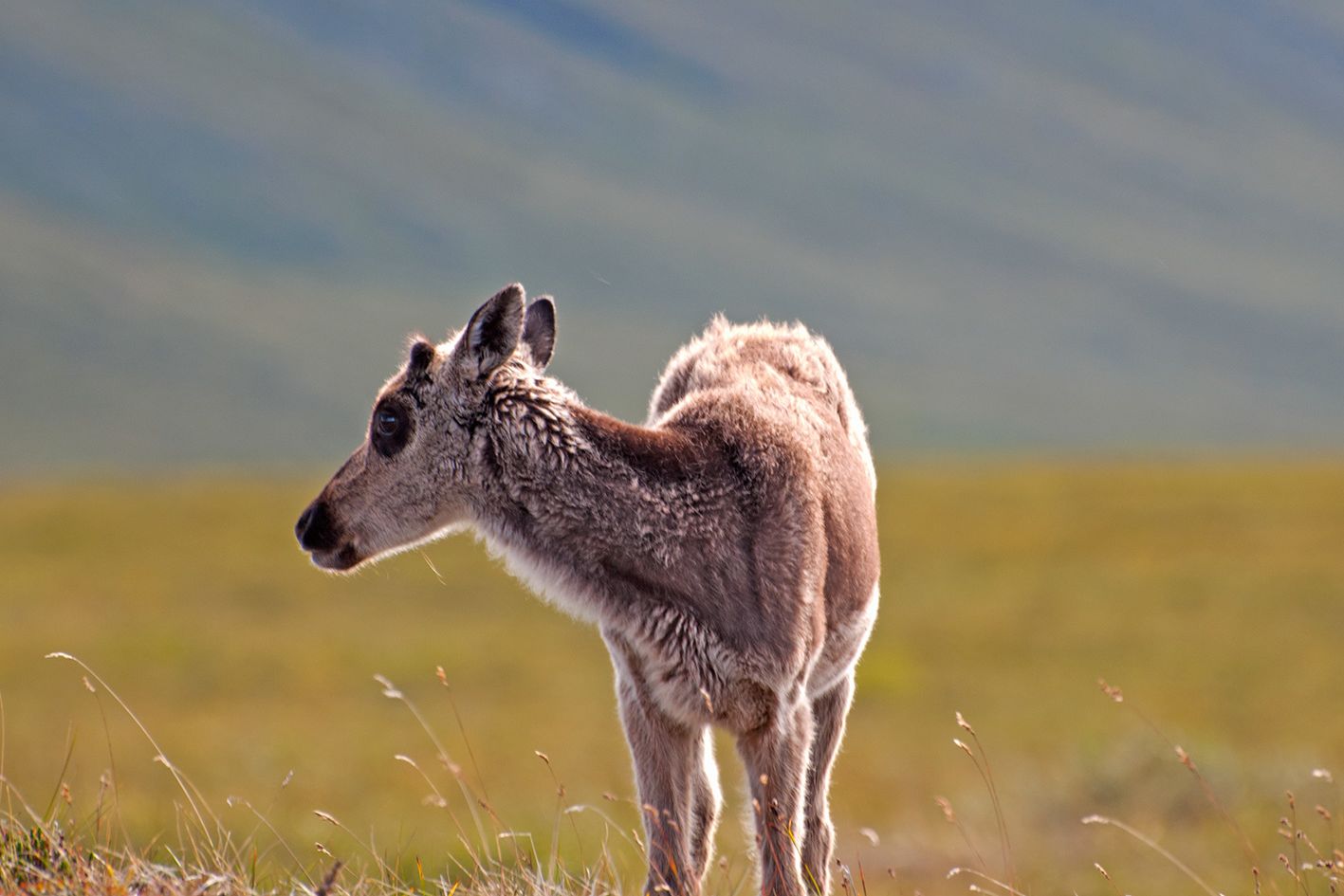 Gates of the Arctic Nationalpark: Karibu-Junges