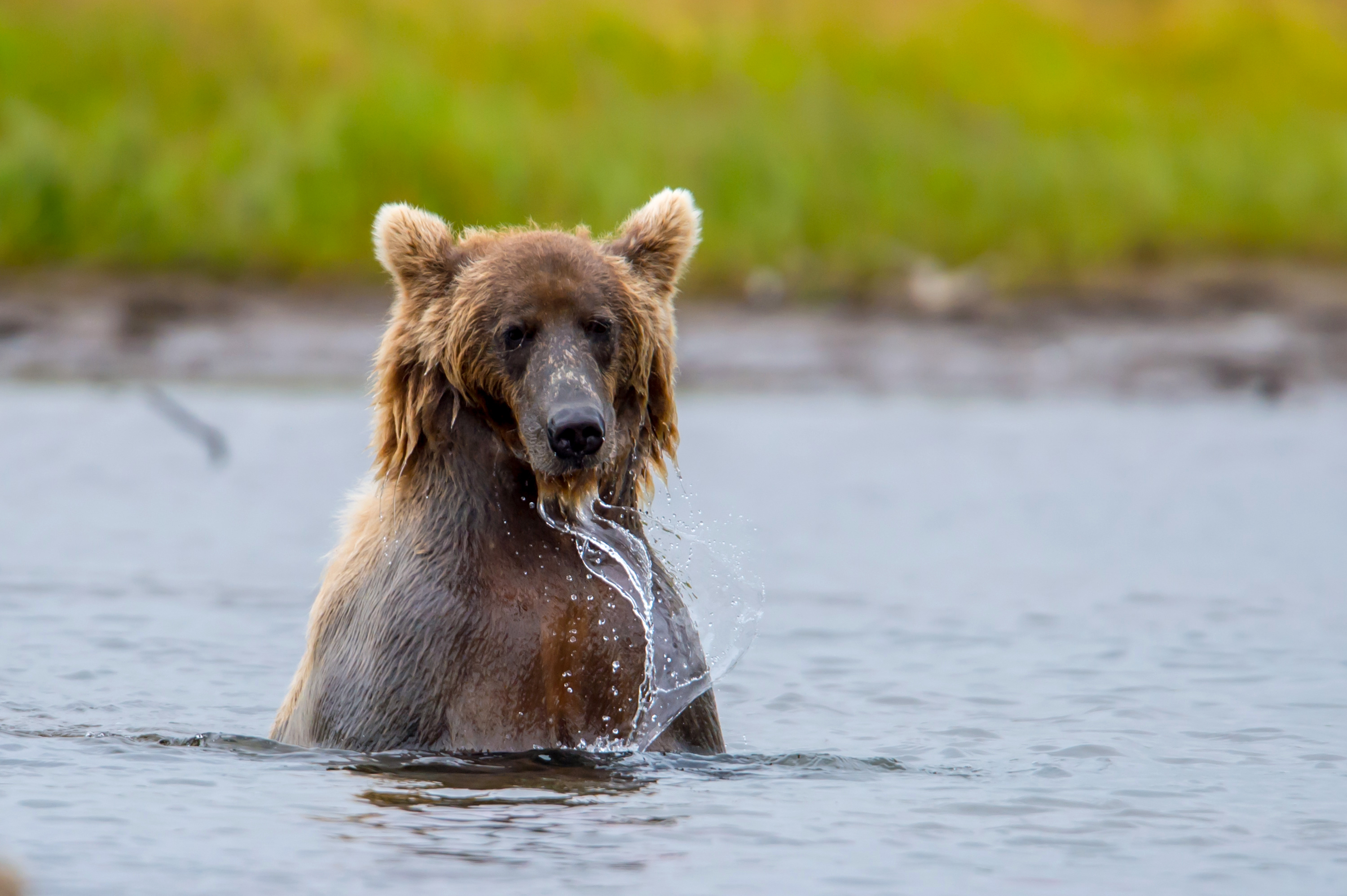 Ein Grizzly beim Baden in einem See in Alaska
