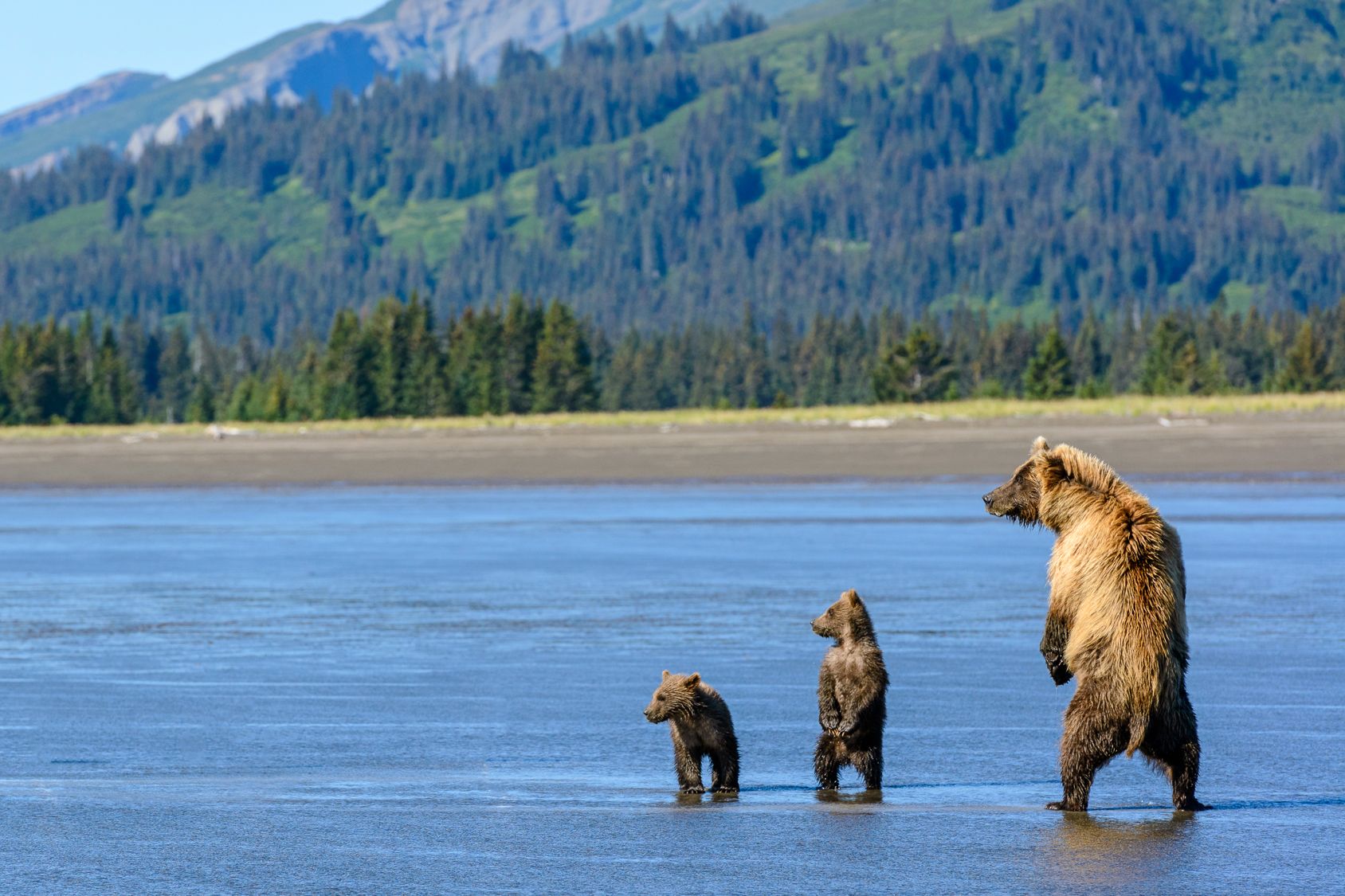 Grizzlybärenfamilie in Alaska