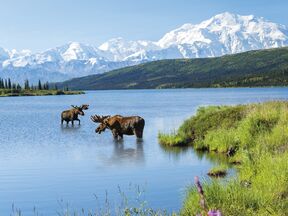 Zwei Elche vor Bergpanorama im Denali Nationalpark