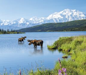 Zwei Elche vor Bergpanorama im Denali Nationalpark