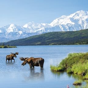 Zwei Elche vor Bergpanorama im Denali Nationalpark