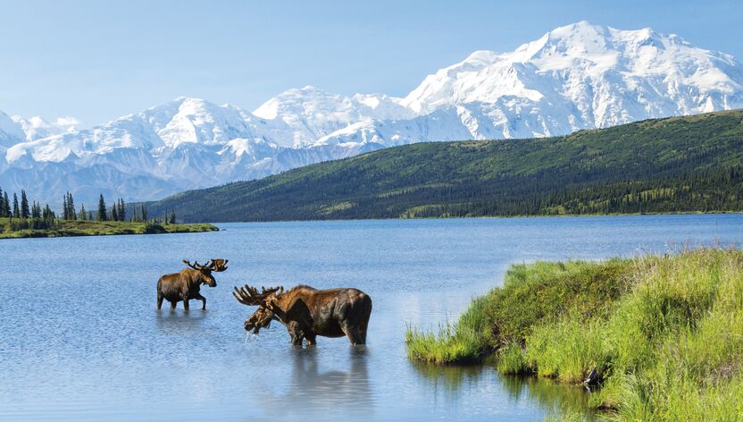 Zwei Elche vor Bergpanorama im Denali Nationalpark