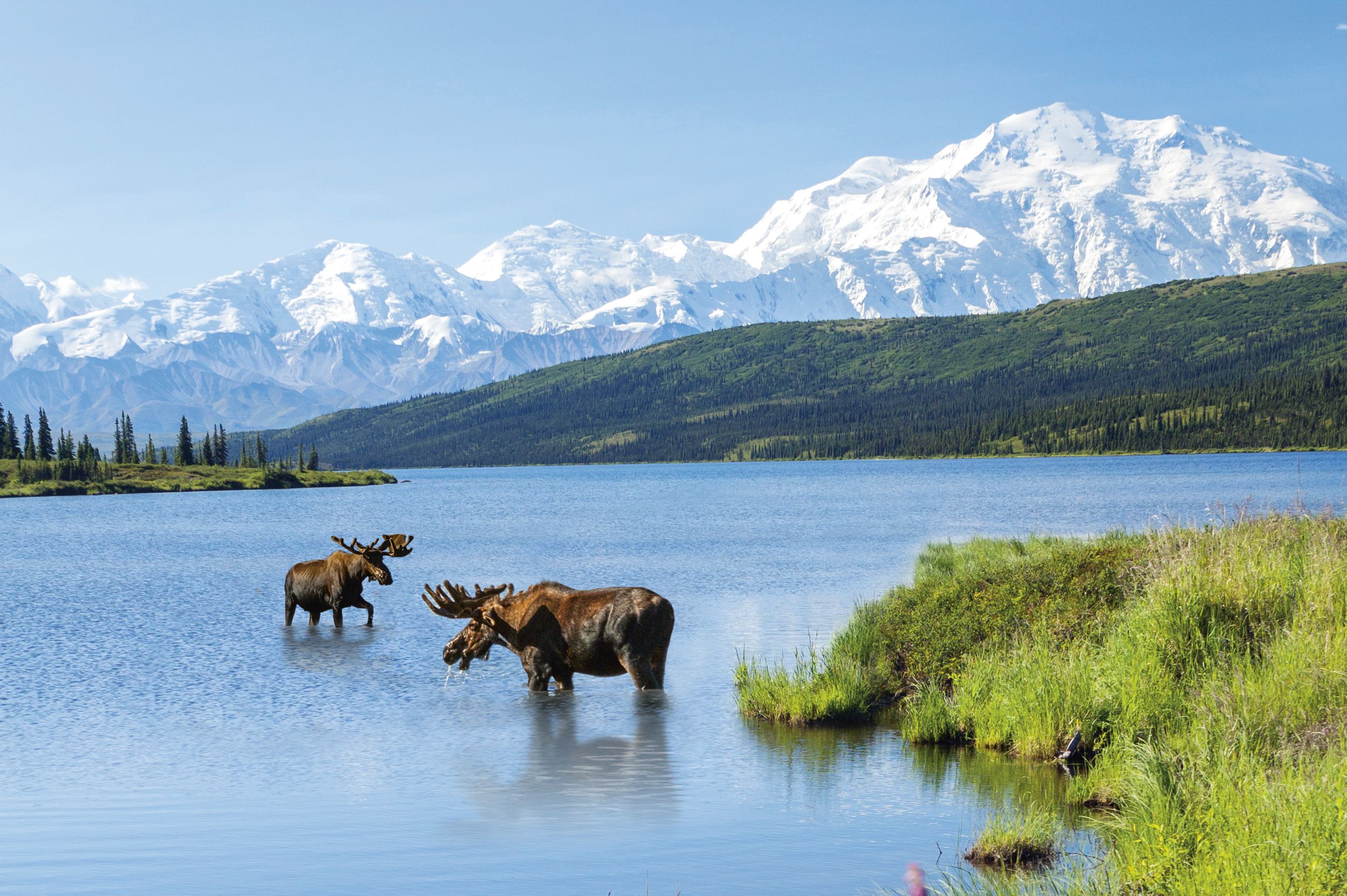 Zwei Elche vor Bergpanorama im Denali Nationalpark