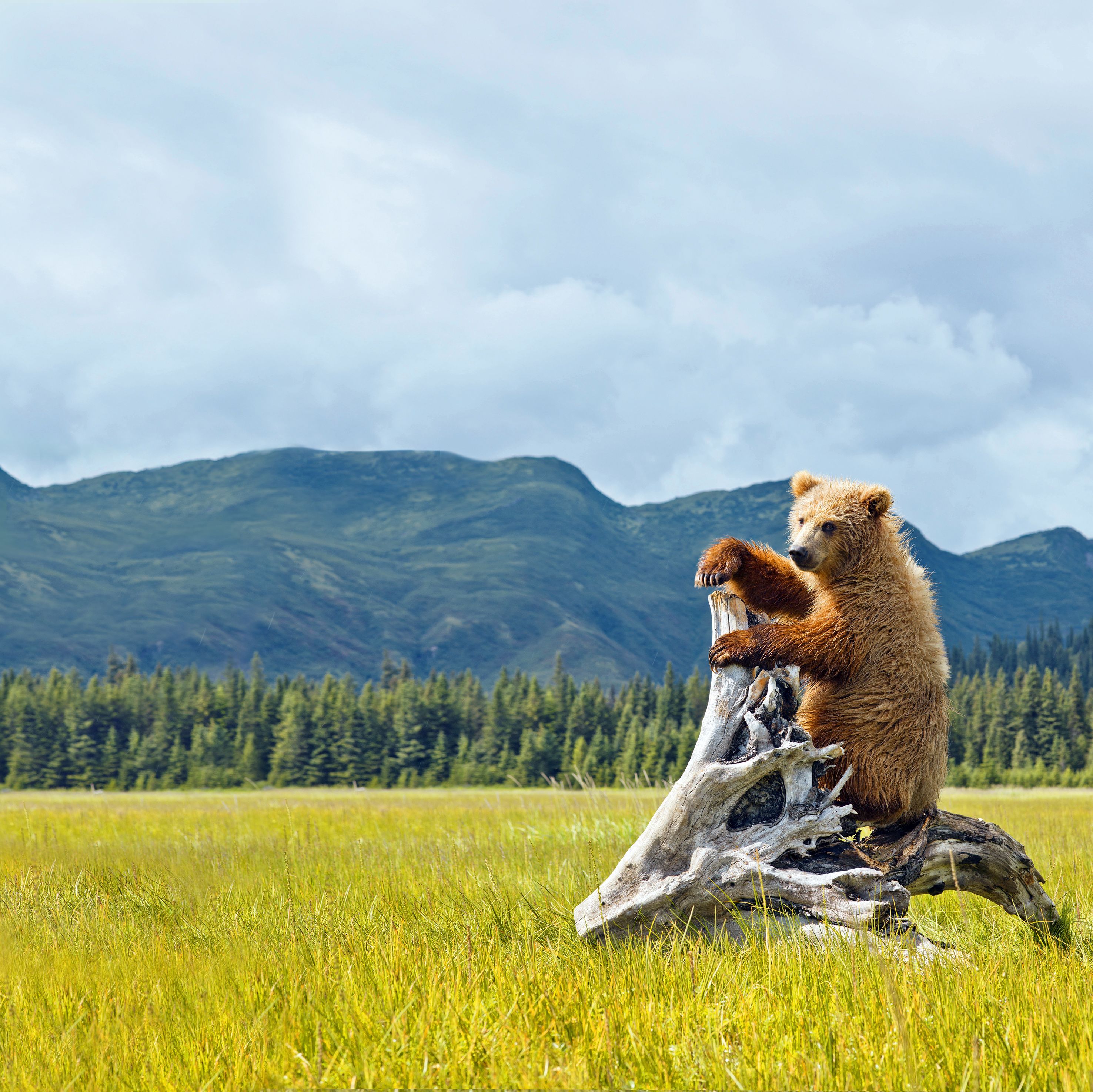 Bär im Denali Nationalpark and Preserve