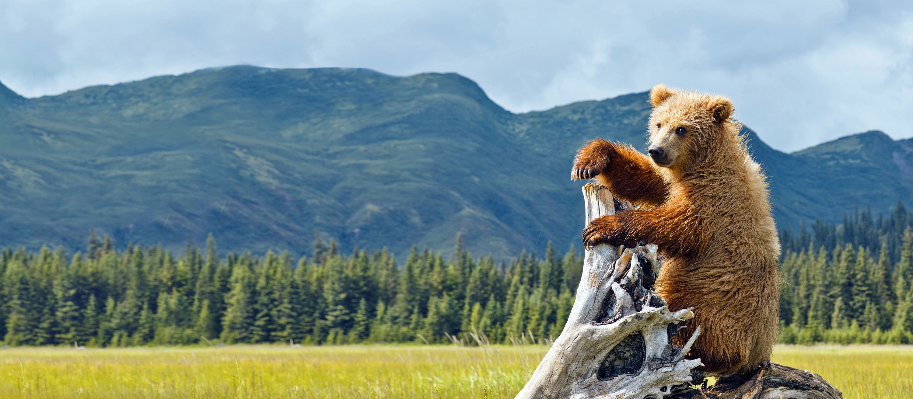 Bär im Denali Nationalpark and Preserve