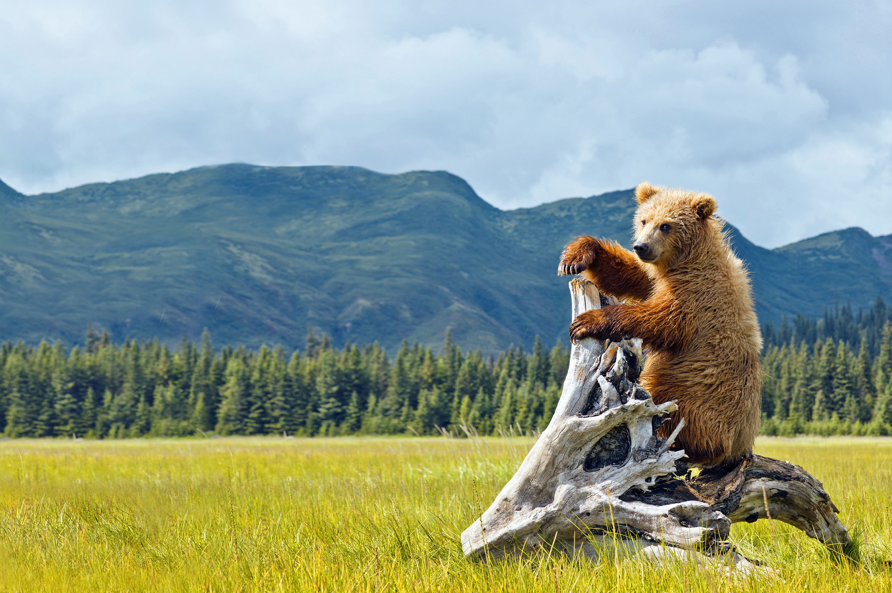 Bär im Denali Nationalpark and Preserve