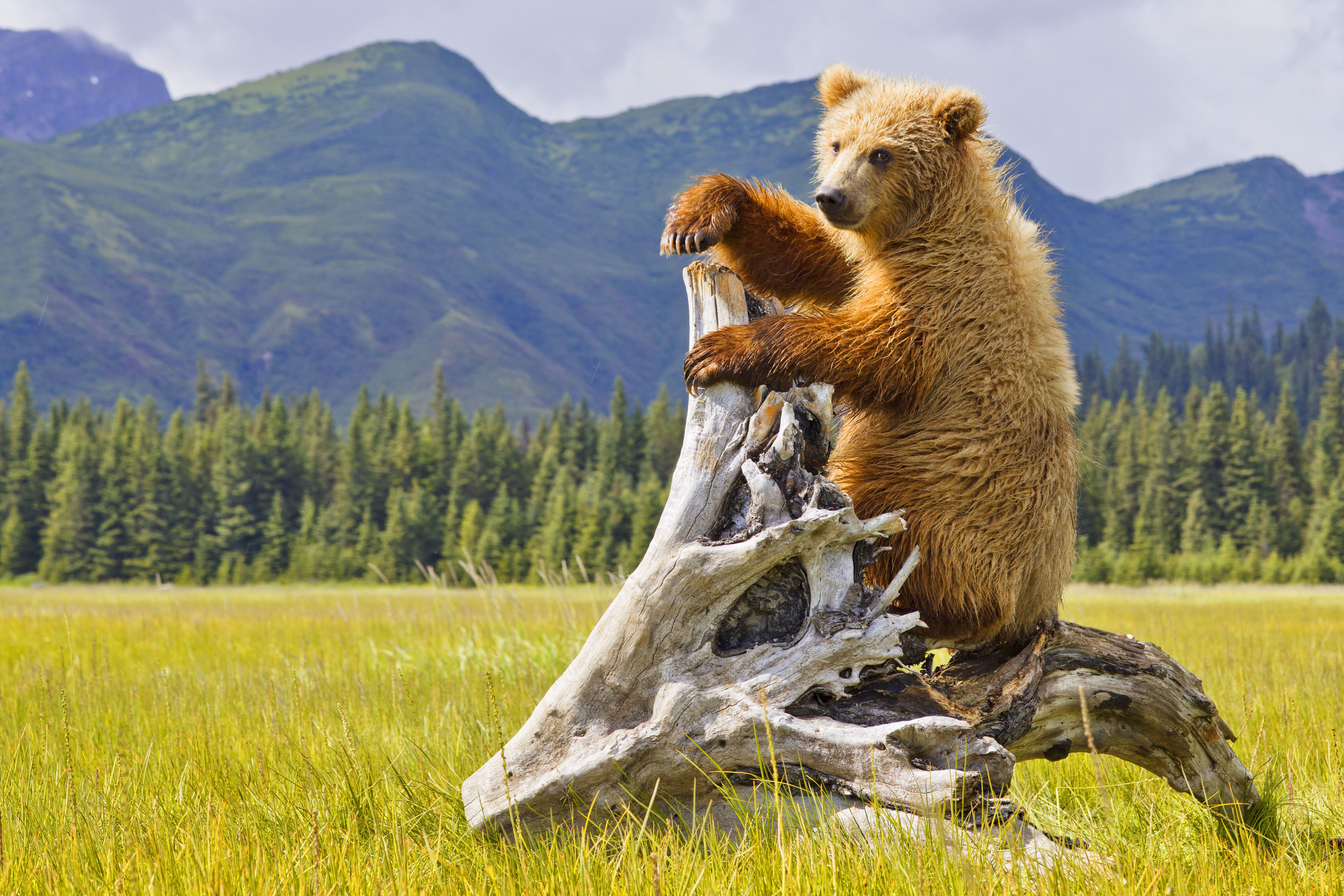 Bär im Denali Nationalpark and Preserve