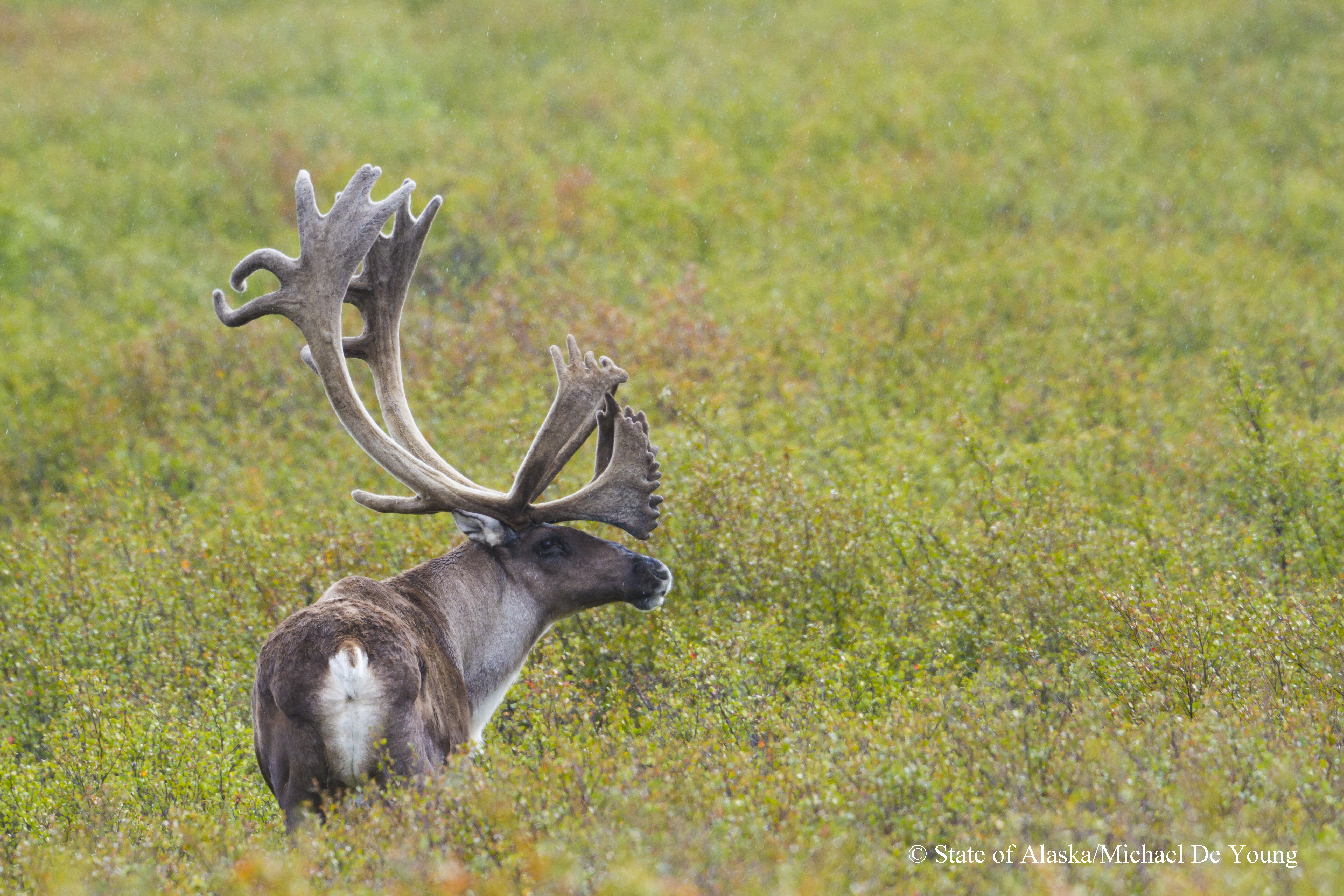 Caribou beim Teklanika River im Denali National Park