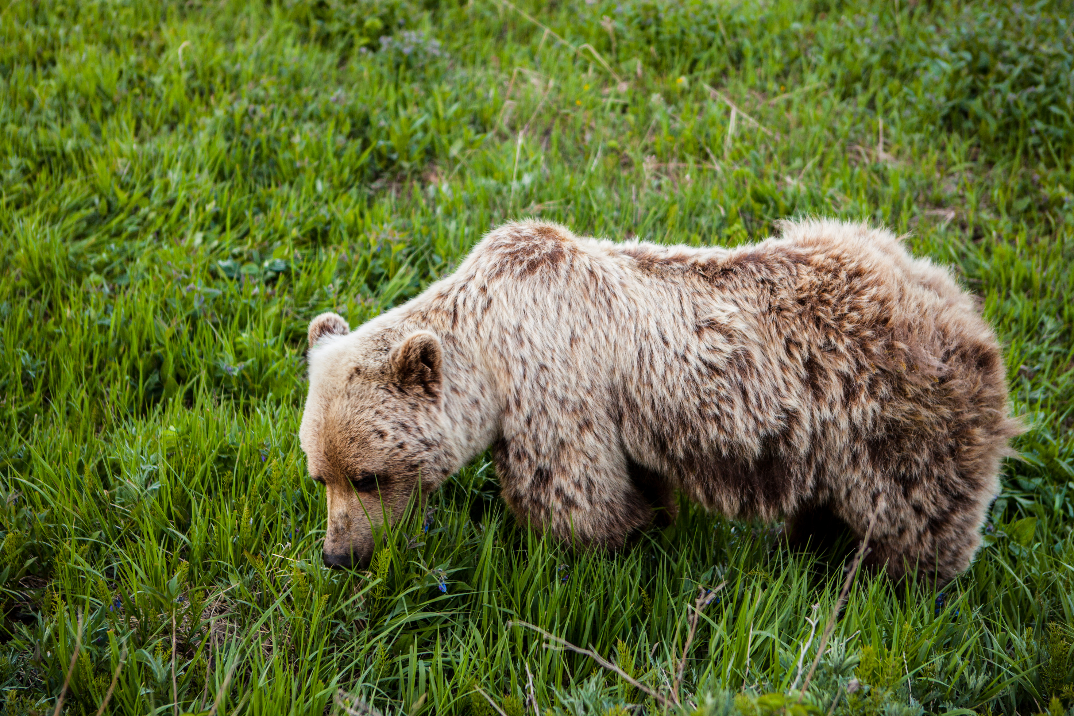 Ein Grizzlybär im Denali Nationalpark