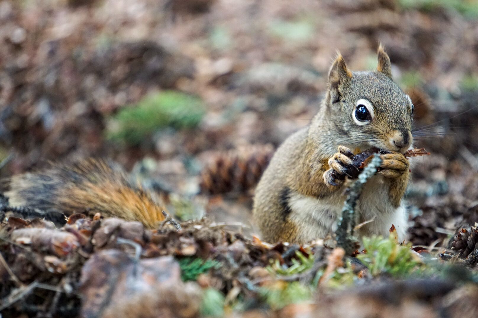 Ein neugieriges Eichhörnchen im Denali National Park in Alaska