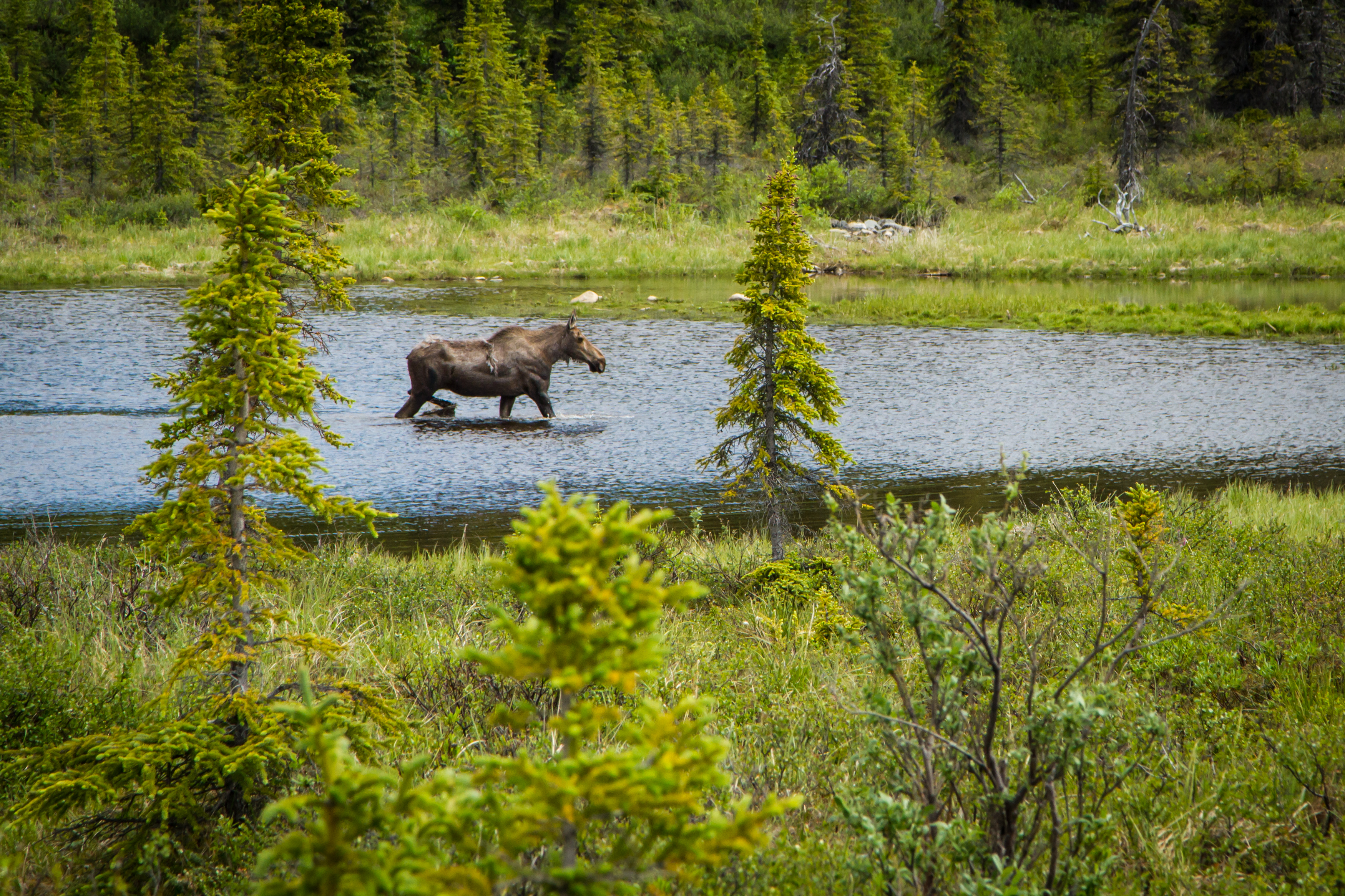 Ein Elch watet durch den Denali Nationalpark