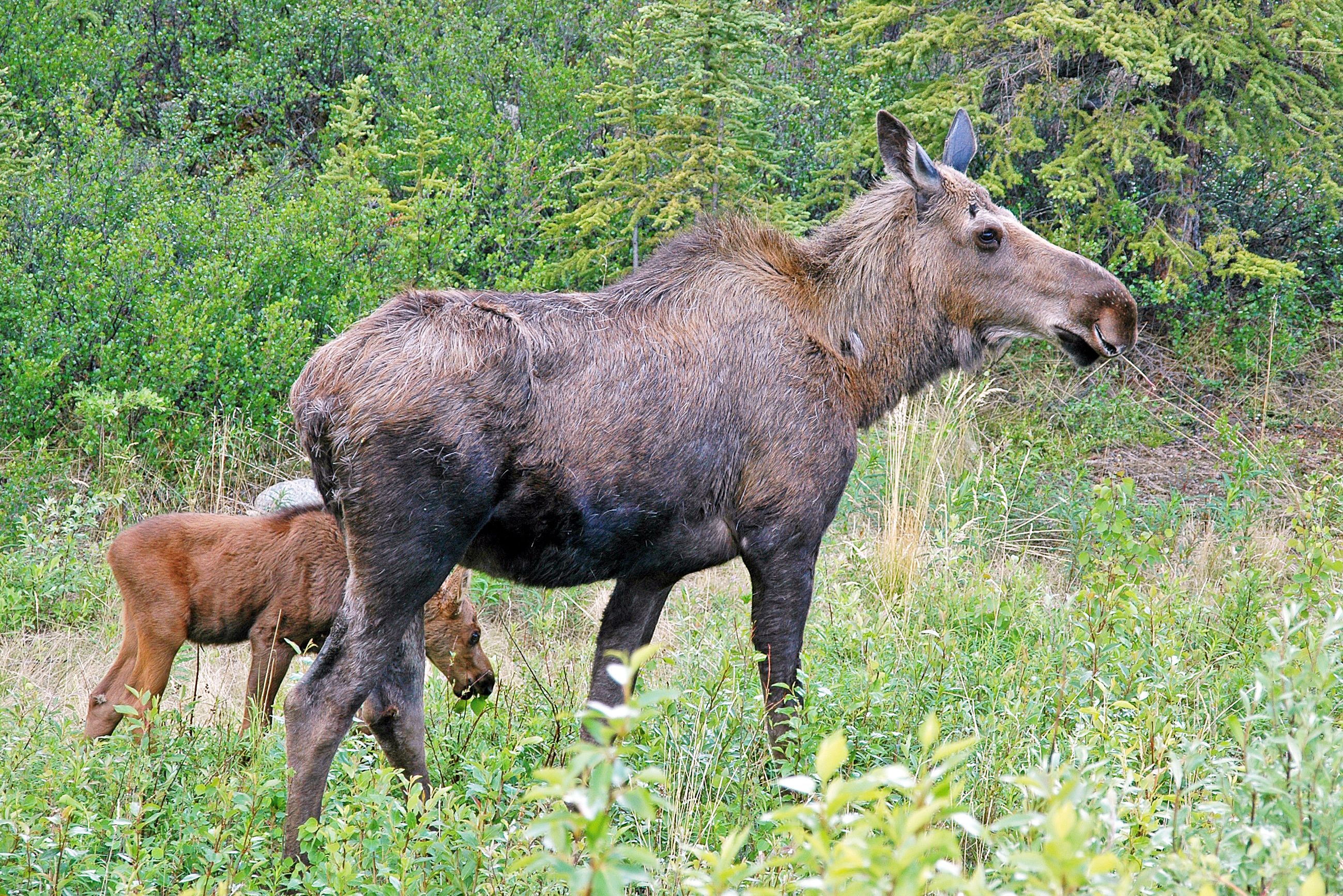 Elche am Denali Highway