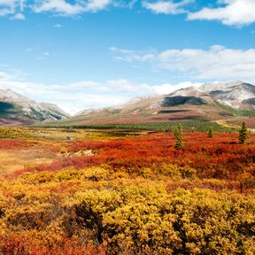 Herbstlandschaft im Denali National Park