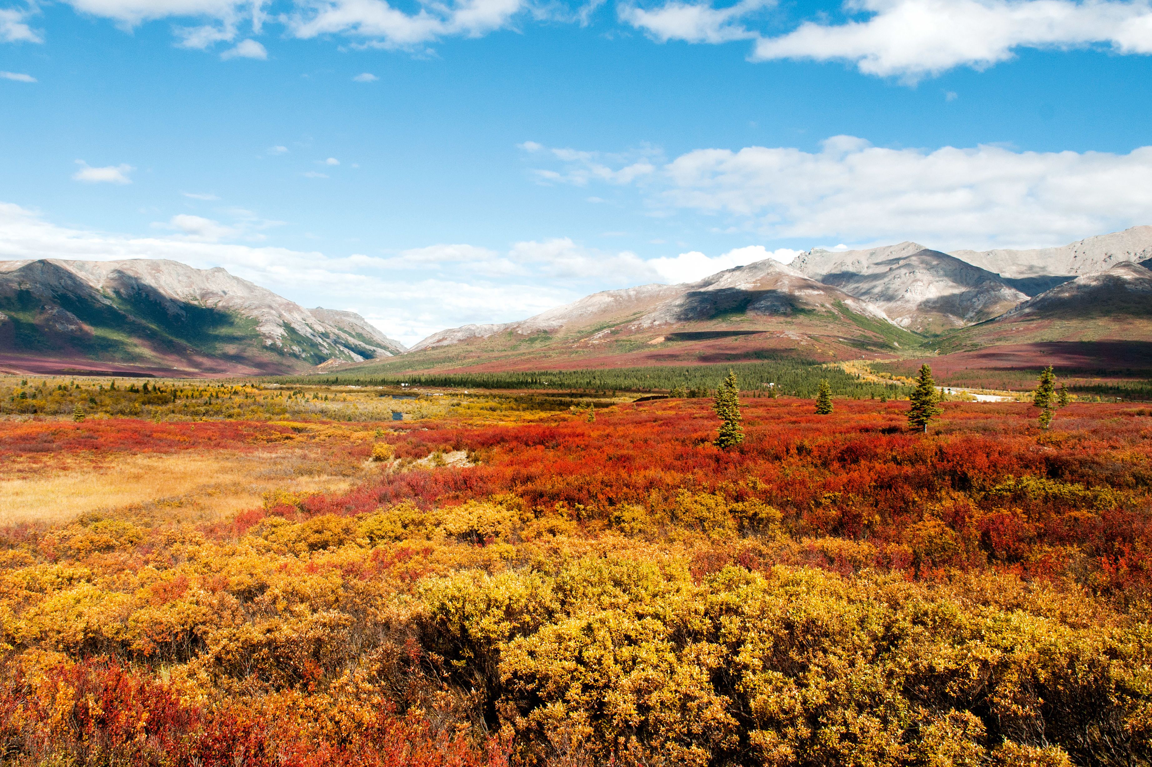 Herbstlandschaft im Denali National Park