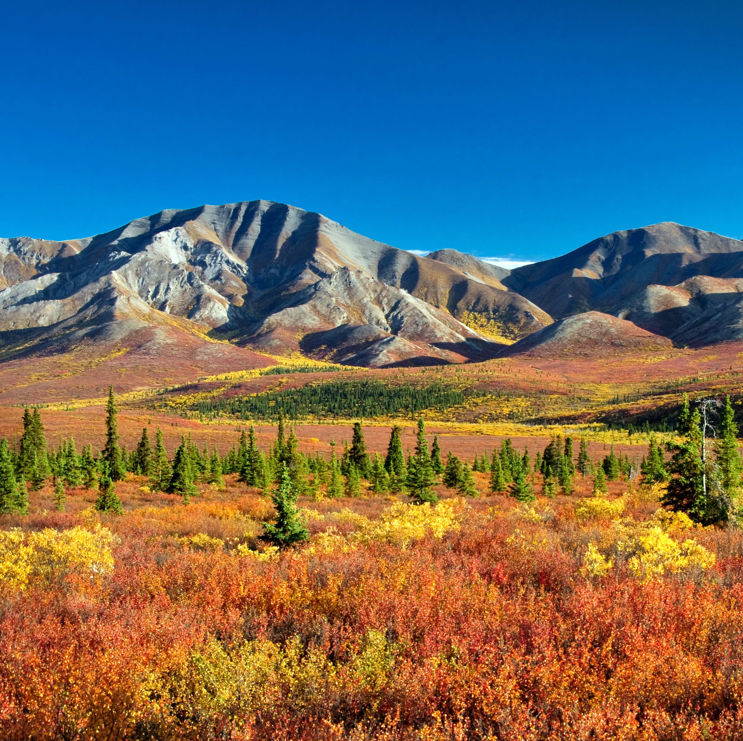 Autumnal Denali Nt Park Scenery with mountain range