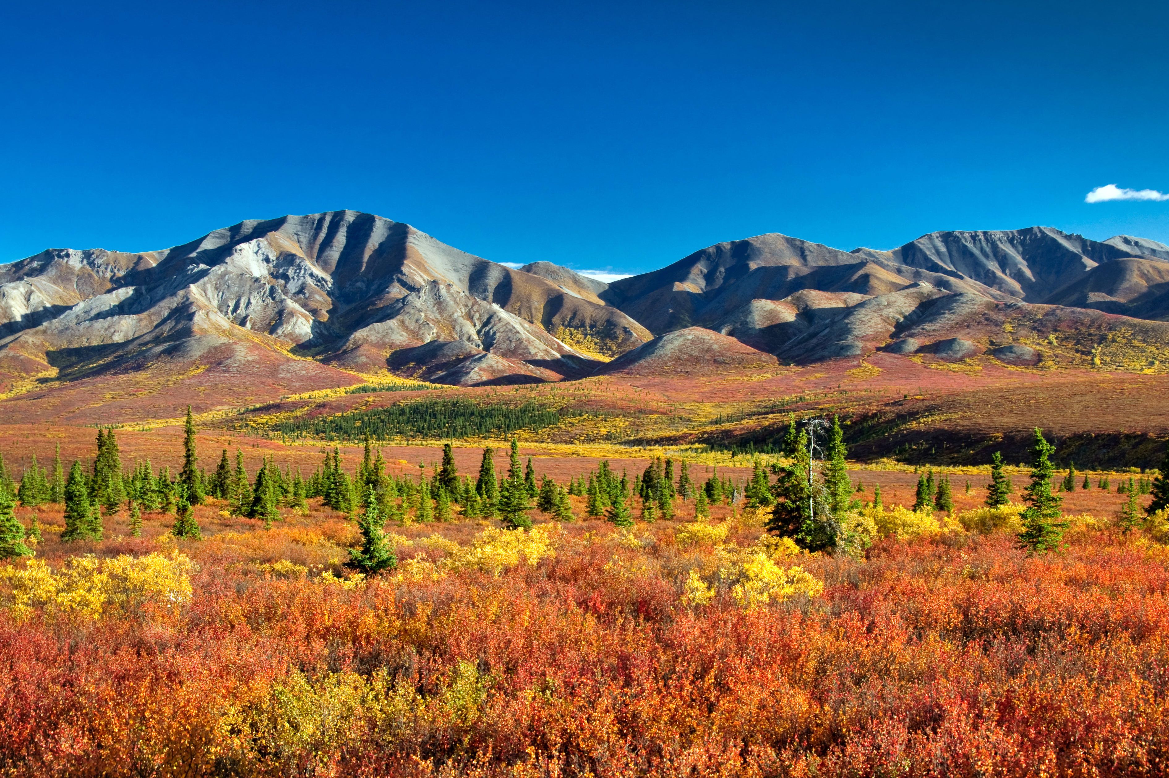 Autumnal Denali Nt Park Scenery with mountain range