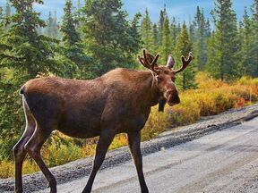 Begegnung mit einem Elch im Denali National Park in Alaska