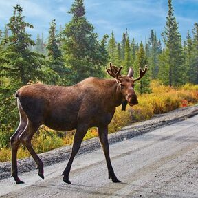 Begegnung mit einem Elch im Denali National Park in Alaska