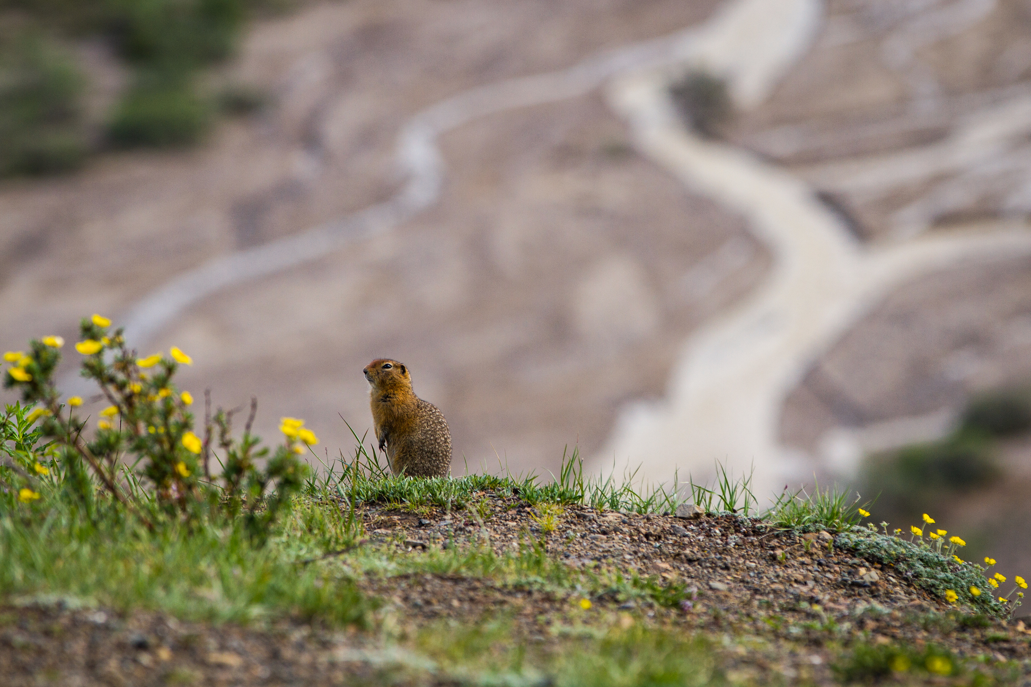 Ein kleiner Bewohner des Denali Nationalparls