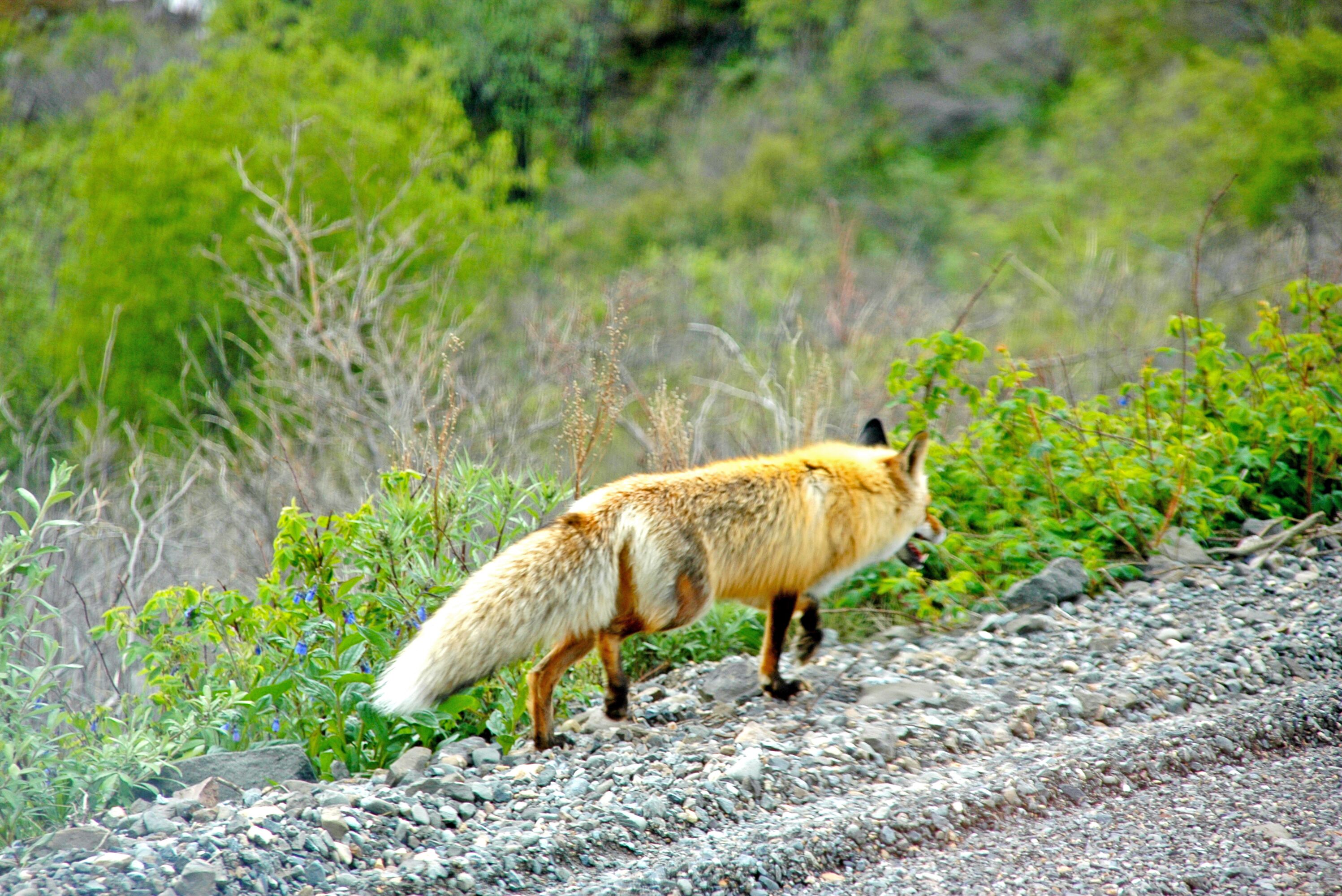 Fuchs im Denali National Park