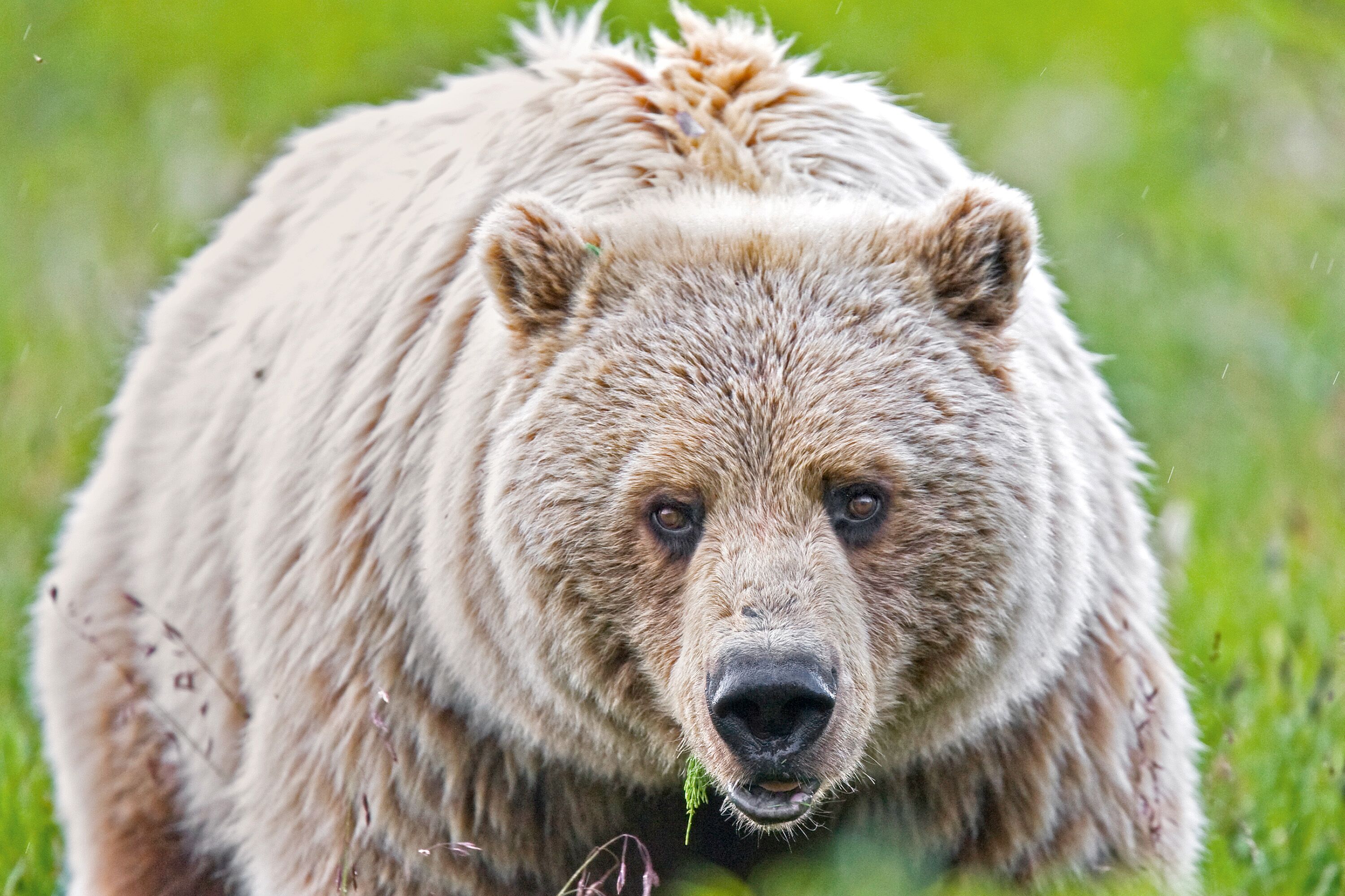 Grizzly im Denali National Park