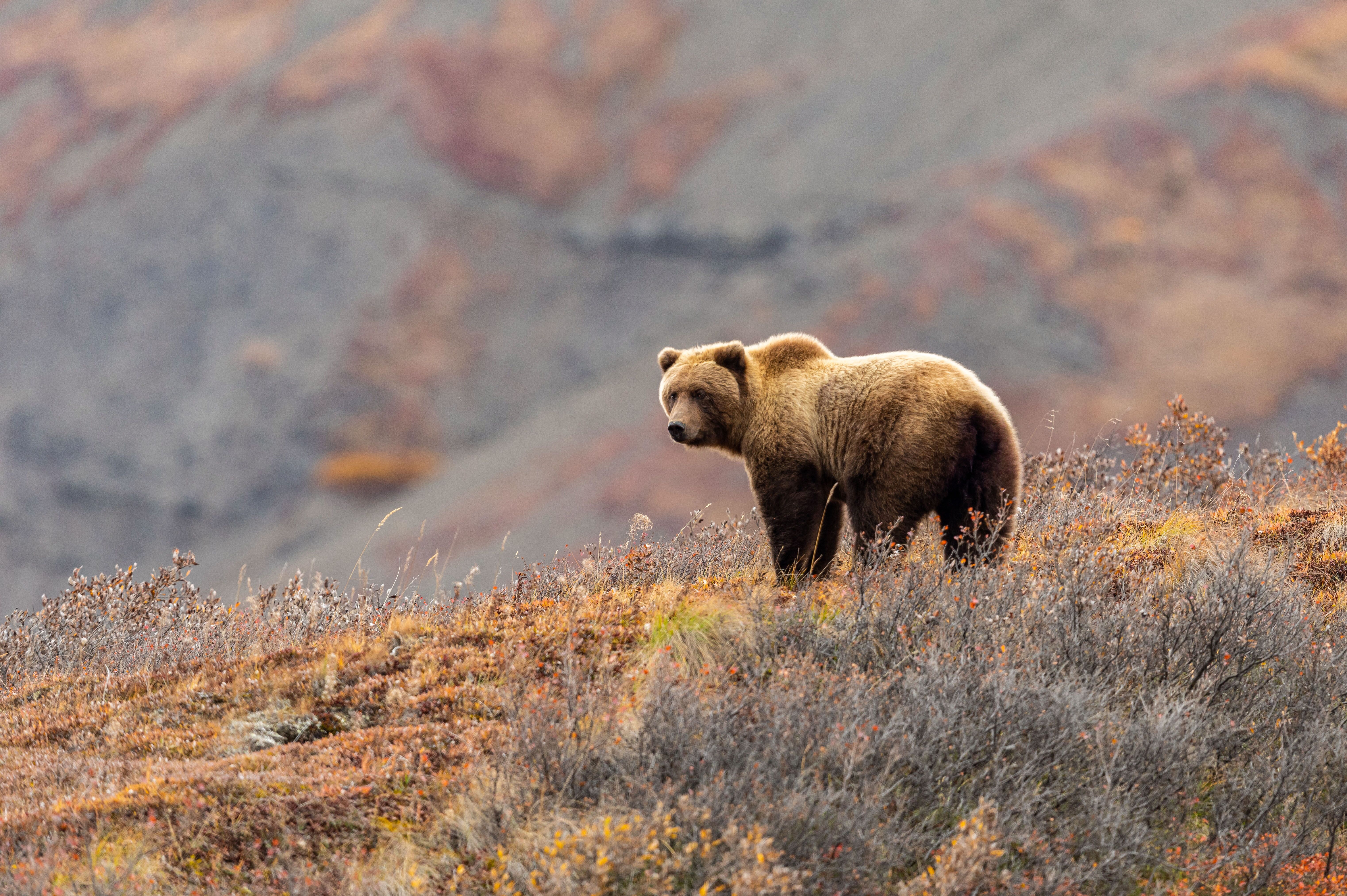Grizzlybär im Denali National Park Alaska entdecken