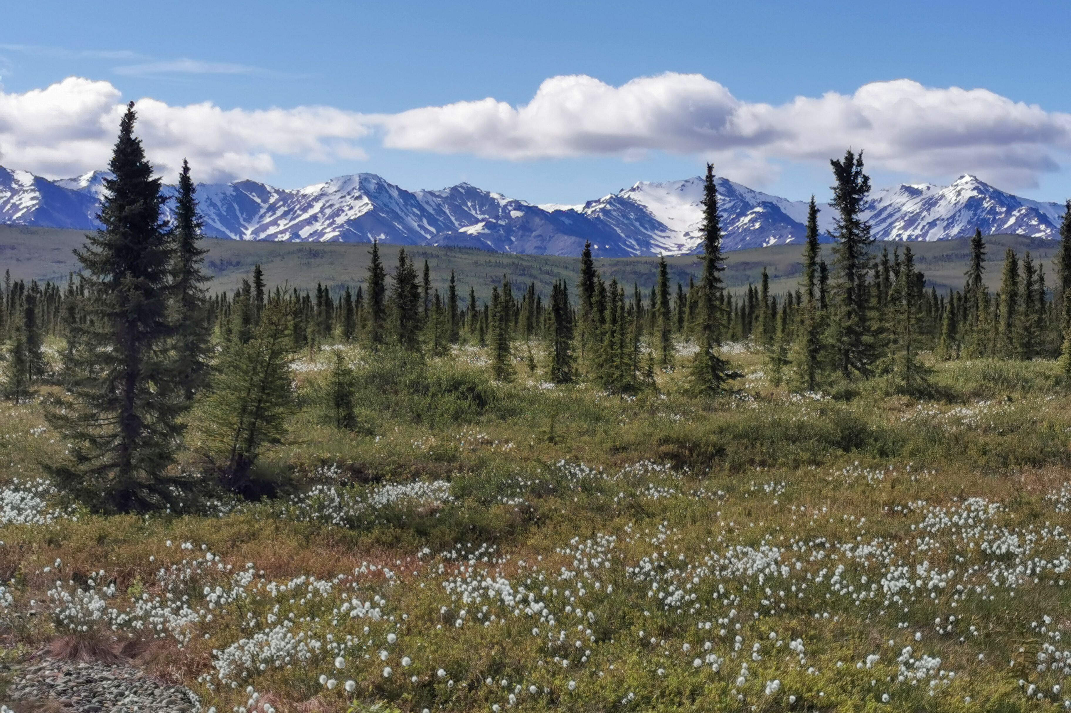 Frühling entlang der Stampede Road in Healy