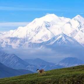 Blick auf den Berg Denali