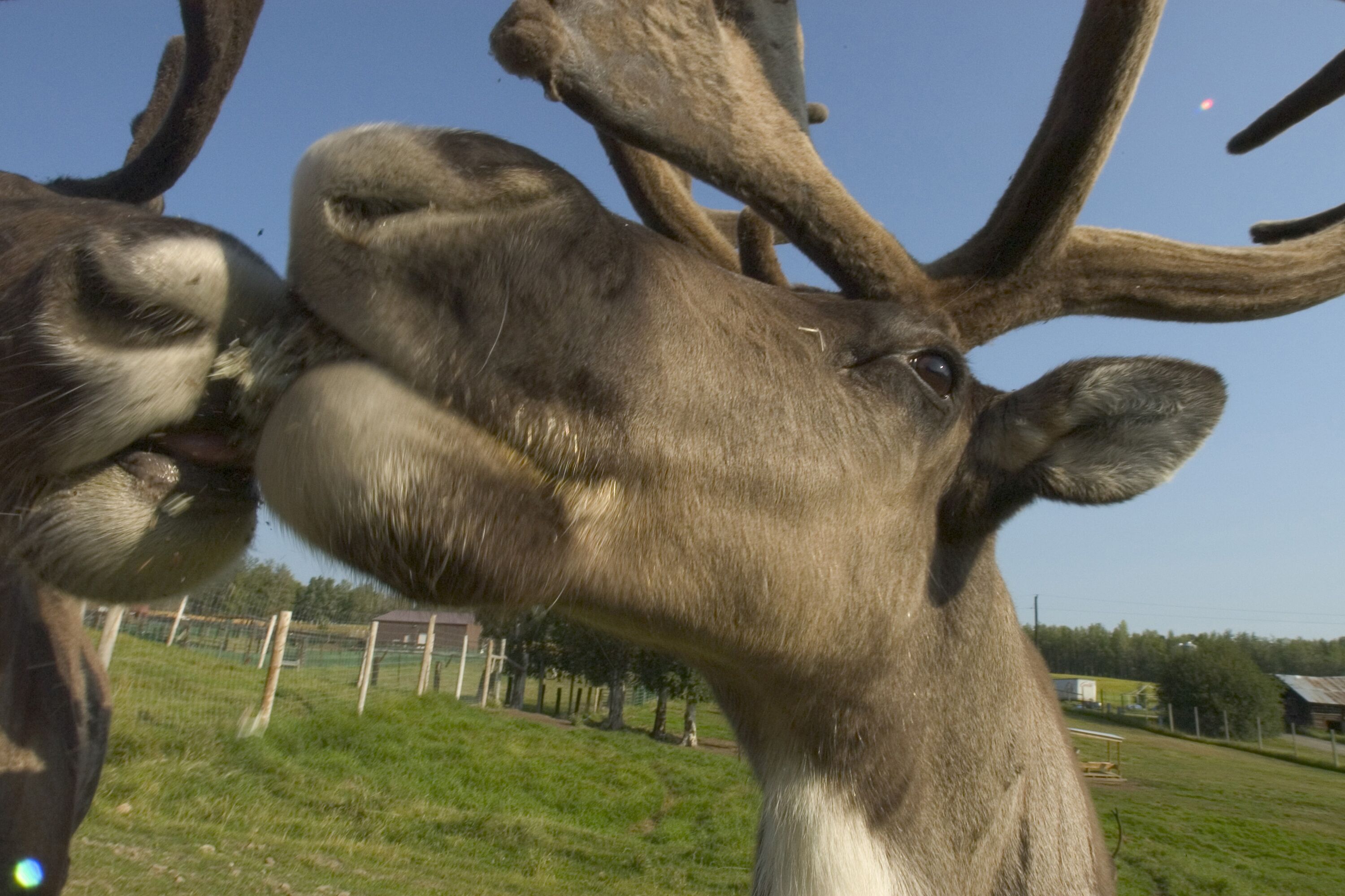 Sandy Garbowski feeds lichen to the caribou at the University of Alaska Fairbanks Large Animal Research Station in Fairbanks, Alaska. The staion hosts domesticated herds of caribou, reindeer and muskoxen.