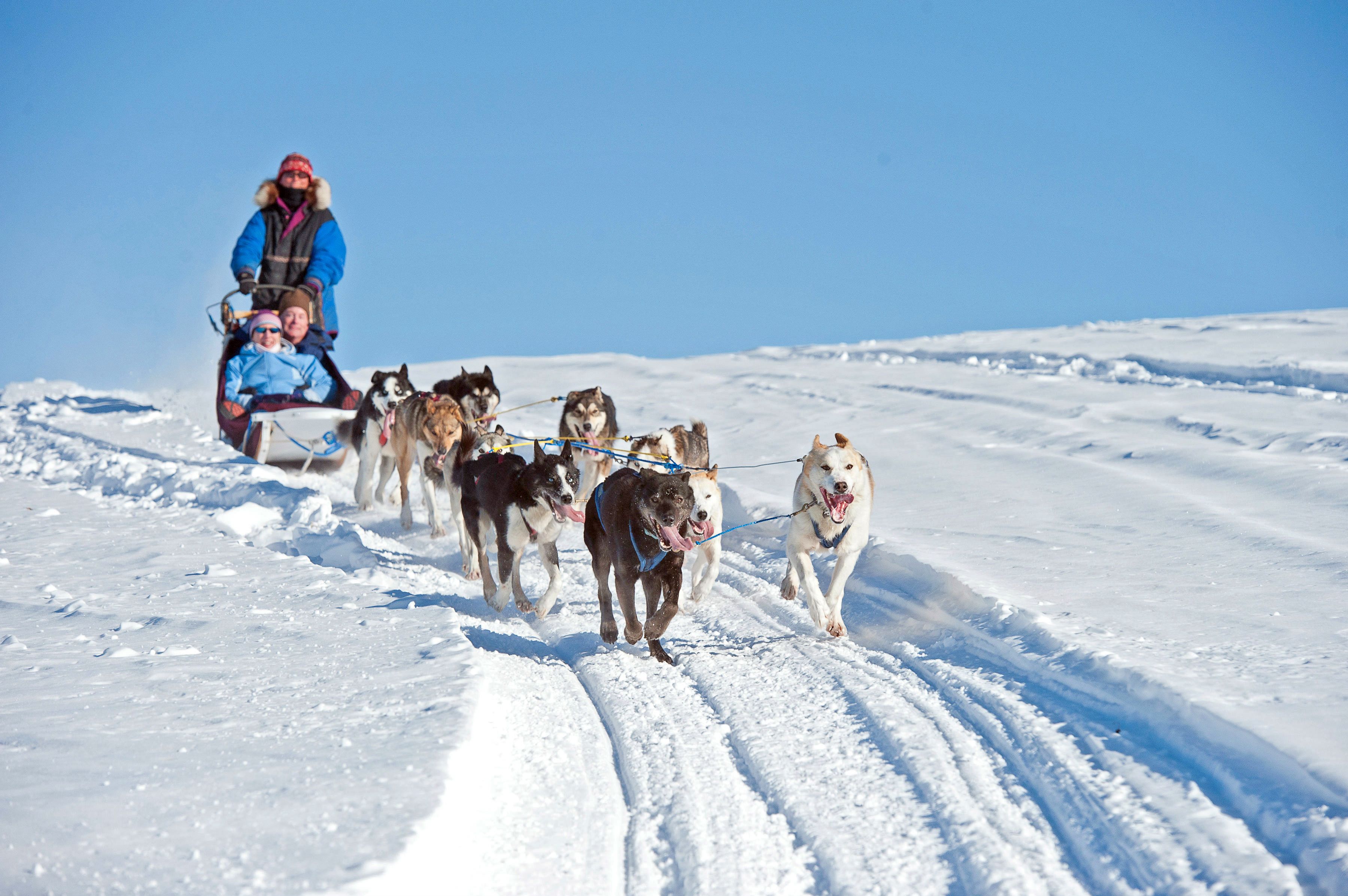 Auf Hundeschlittentour bei Fairbanks