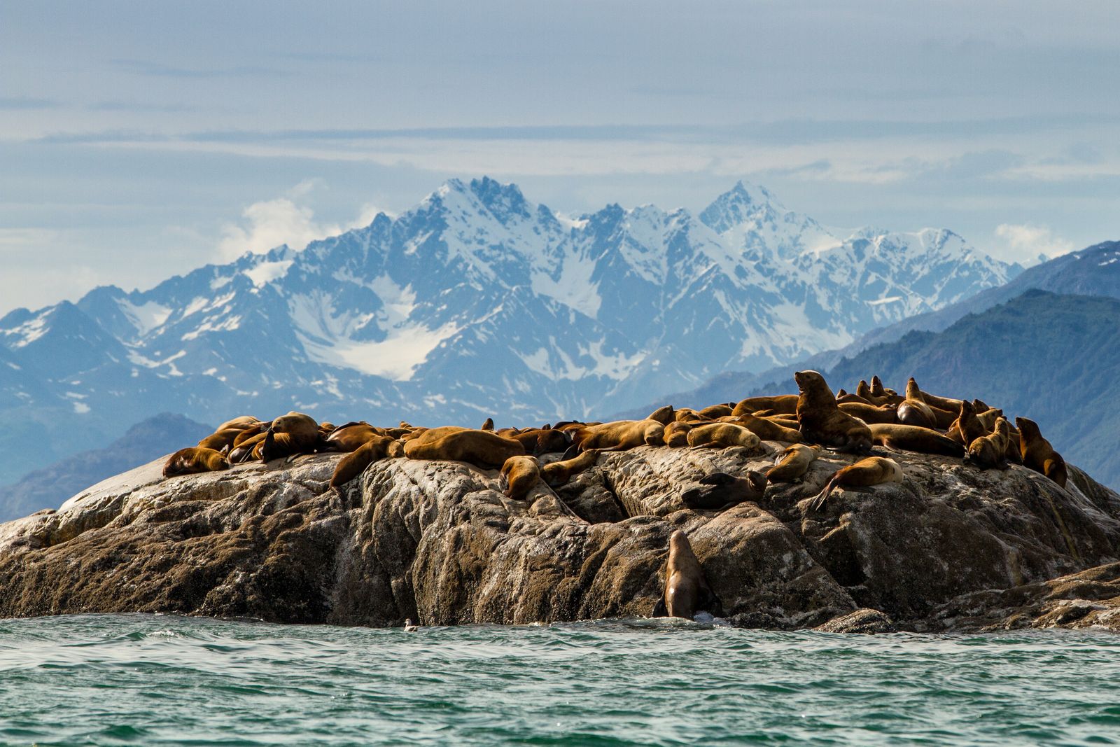 Robben sonnen sich auf dem felsigen Ufer Alaskas