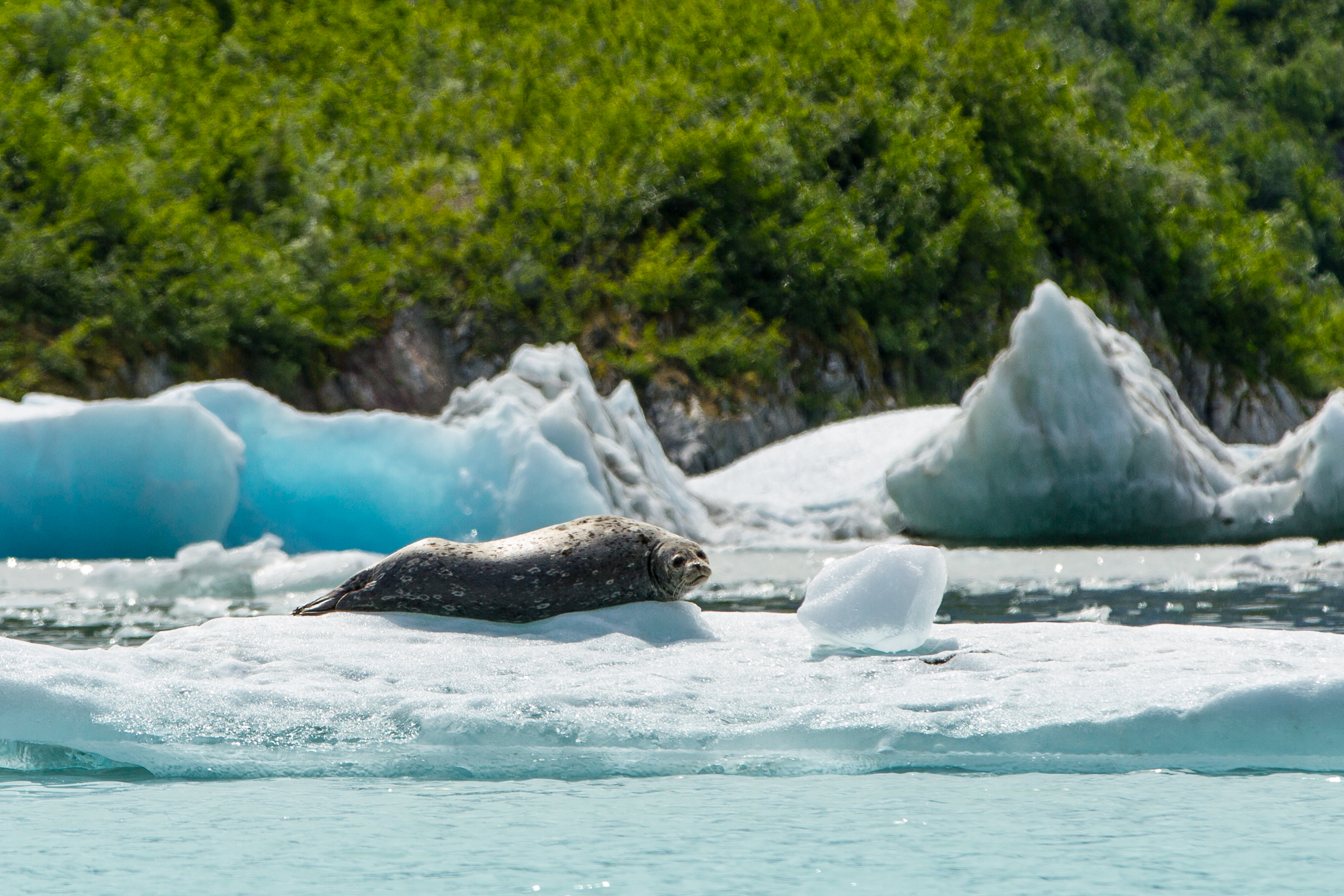 Eine Robbe sonnt sich auf einer Eisscholle