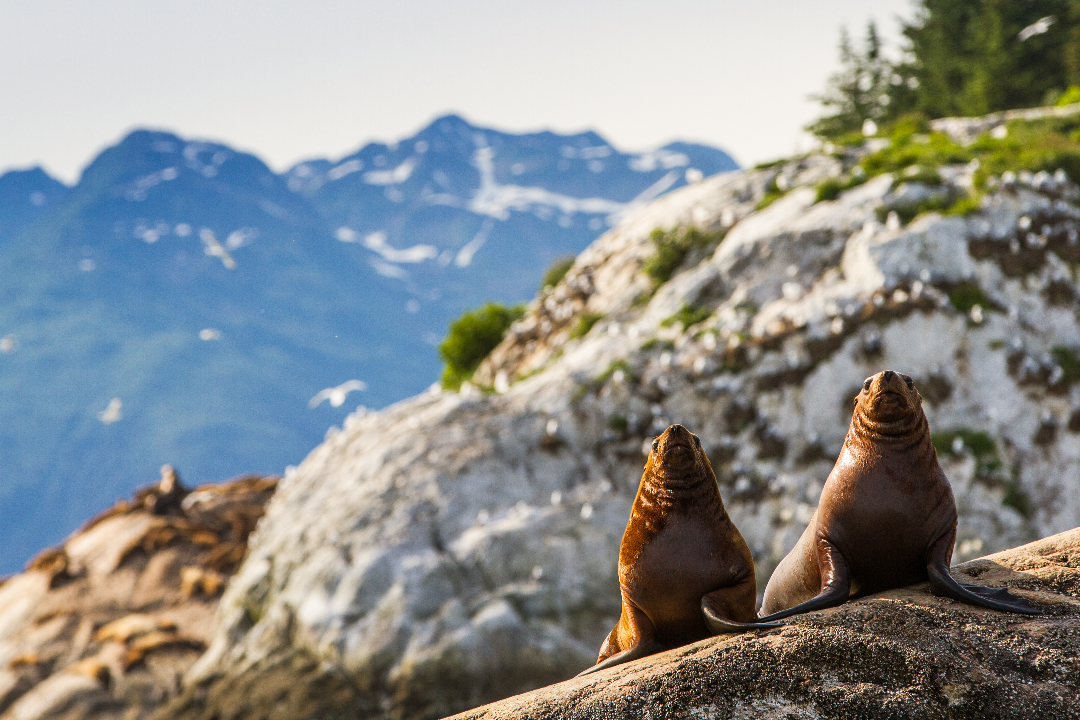 Zwei Robben am felsigen Ufer Alaskas
