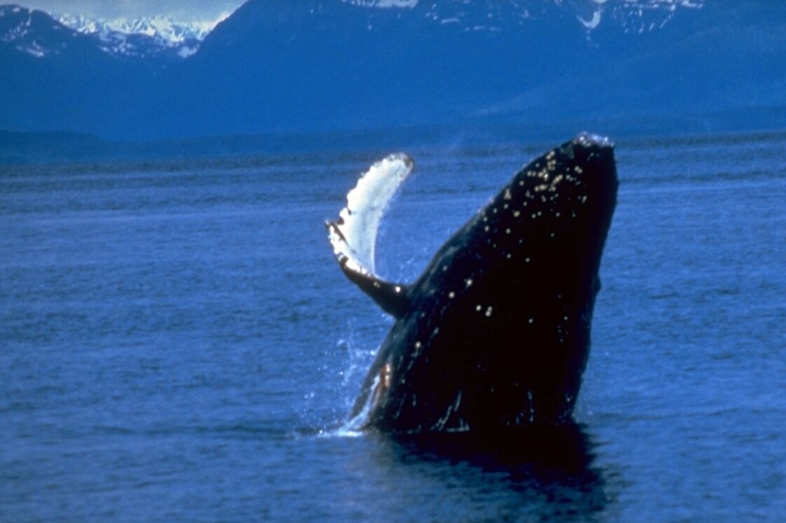 regionen/usa/alaska/glacier-bay/humpback-whale-wal-alaska.cr1121x747-0x0