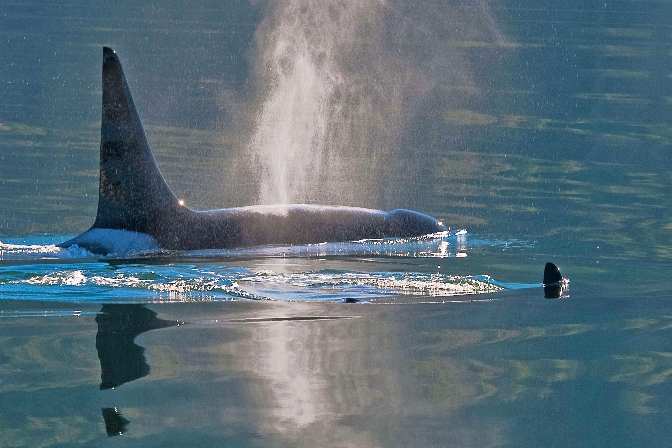 Orcas in der Icy Strait in Port Frederick