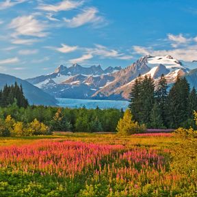 Blick auf den Mendenhall Glacier und die Brotherhood Bridge mit Fireweed im Vordergrund