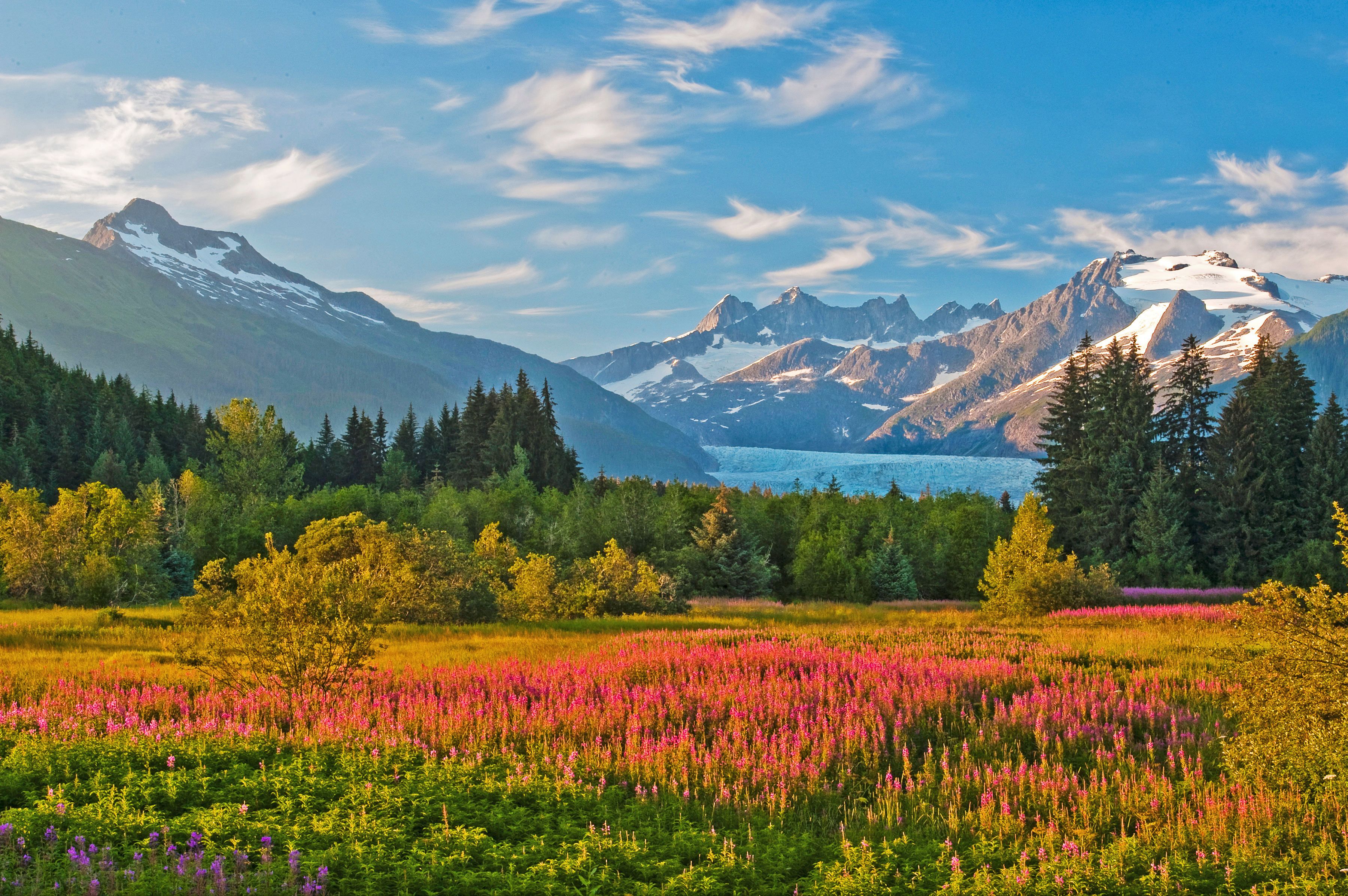 Blick auf den Mendenhall Glacier und die Brotherhood Bridge mit Fireweed im Vordergrund