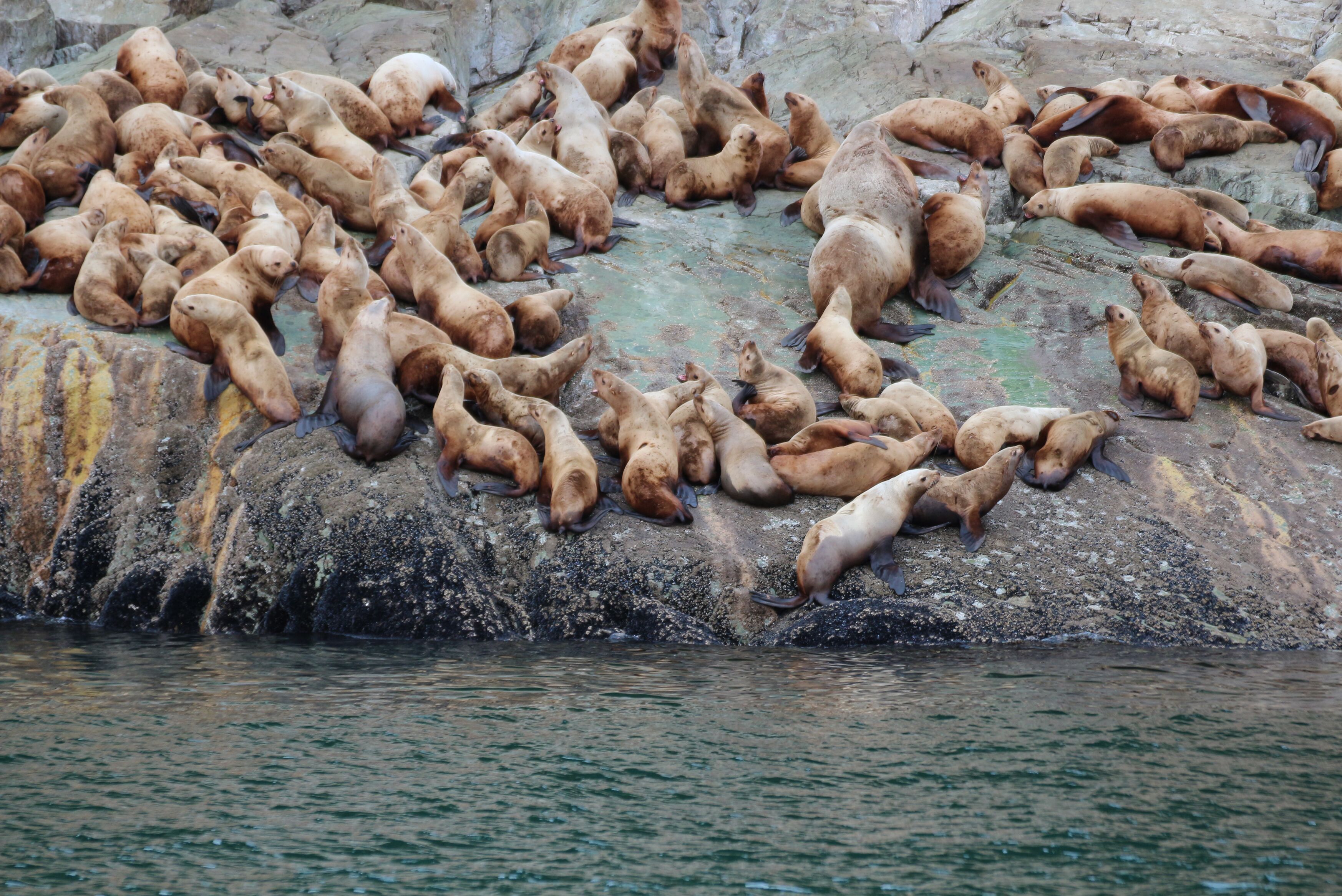 Seelöwen in Juneau in Alaska